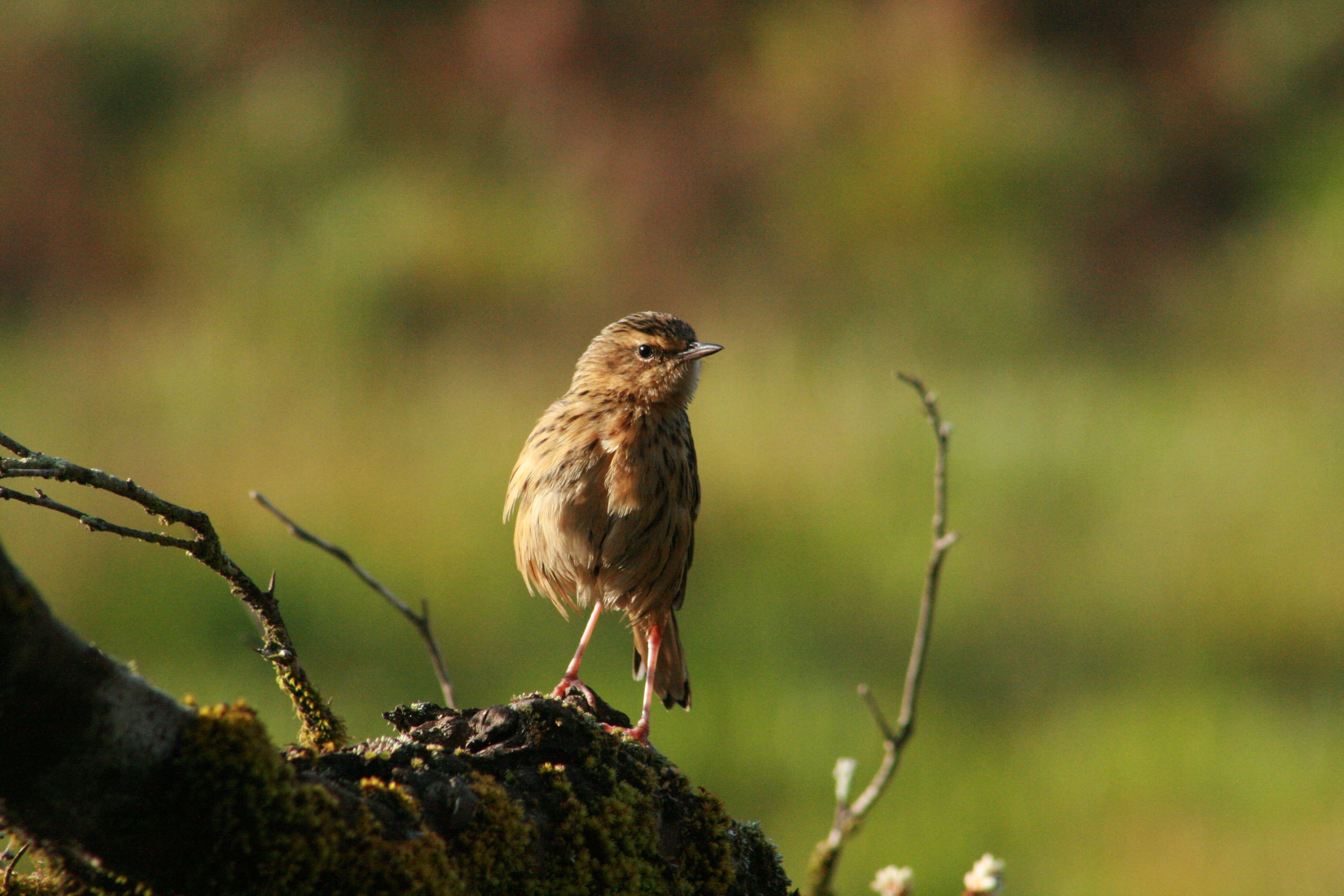 Image of Nilgiri Pipit