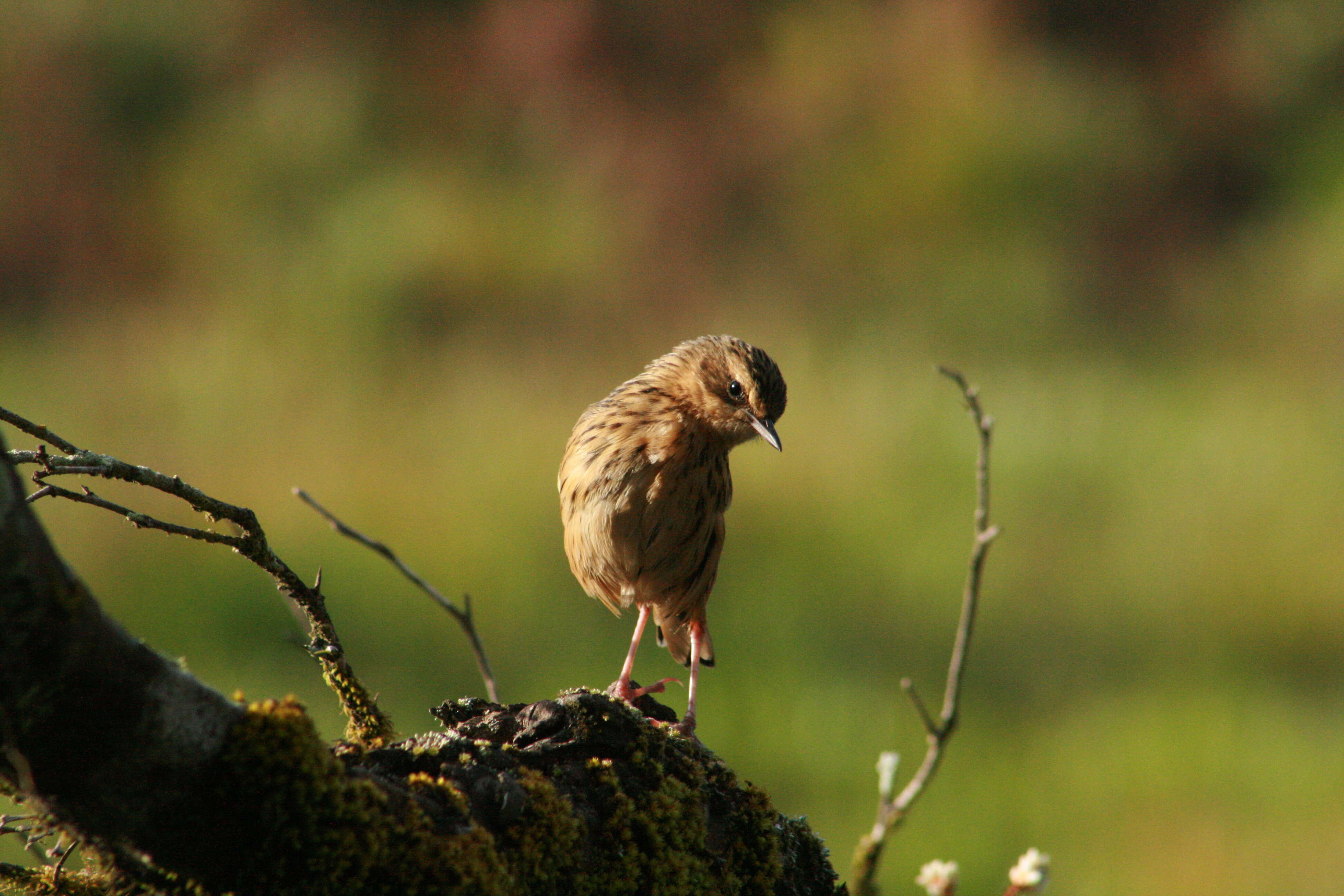 Image of Nilgiri Pipit