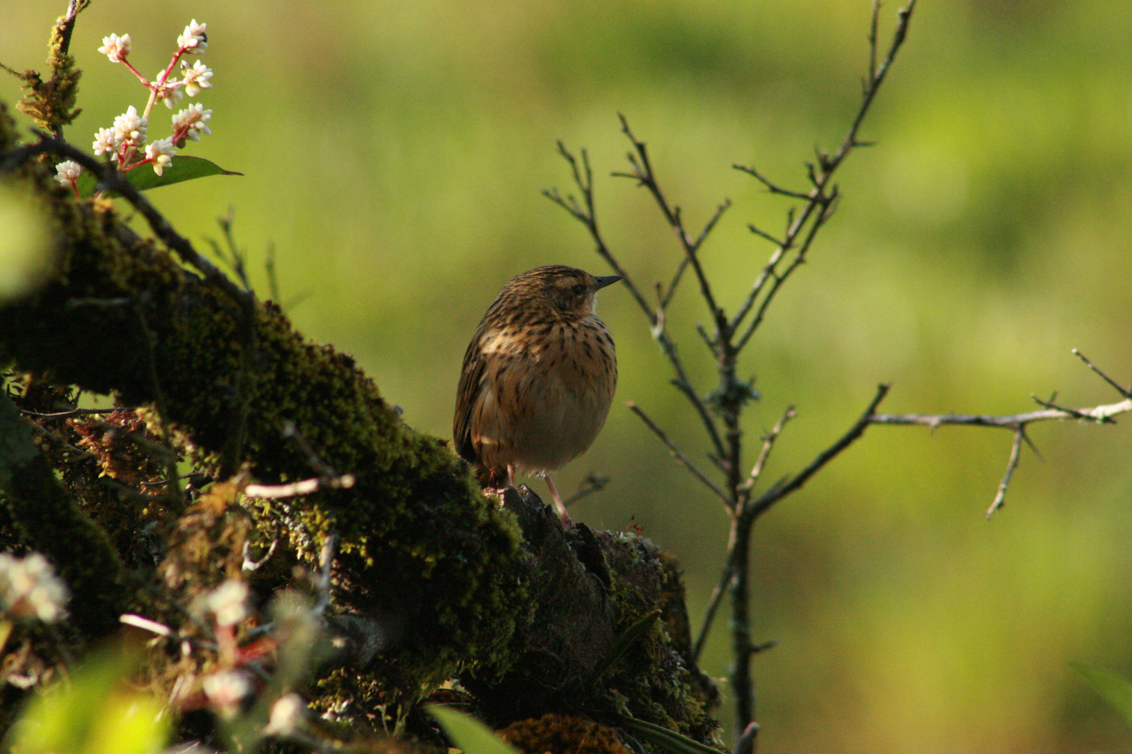 Image of Nilgiri Pipit