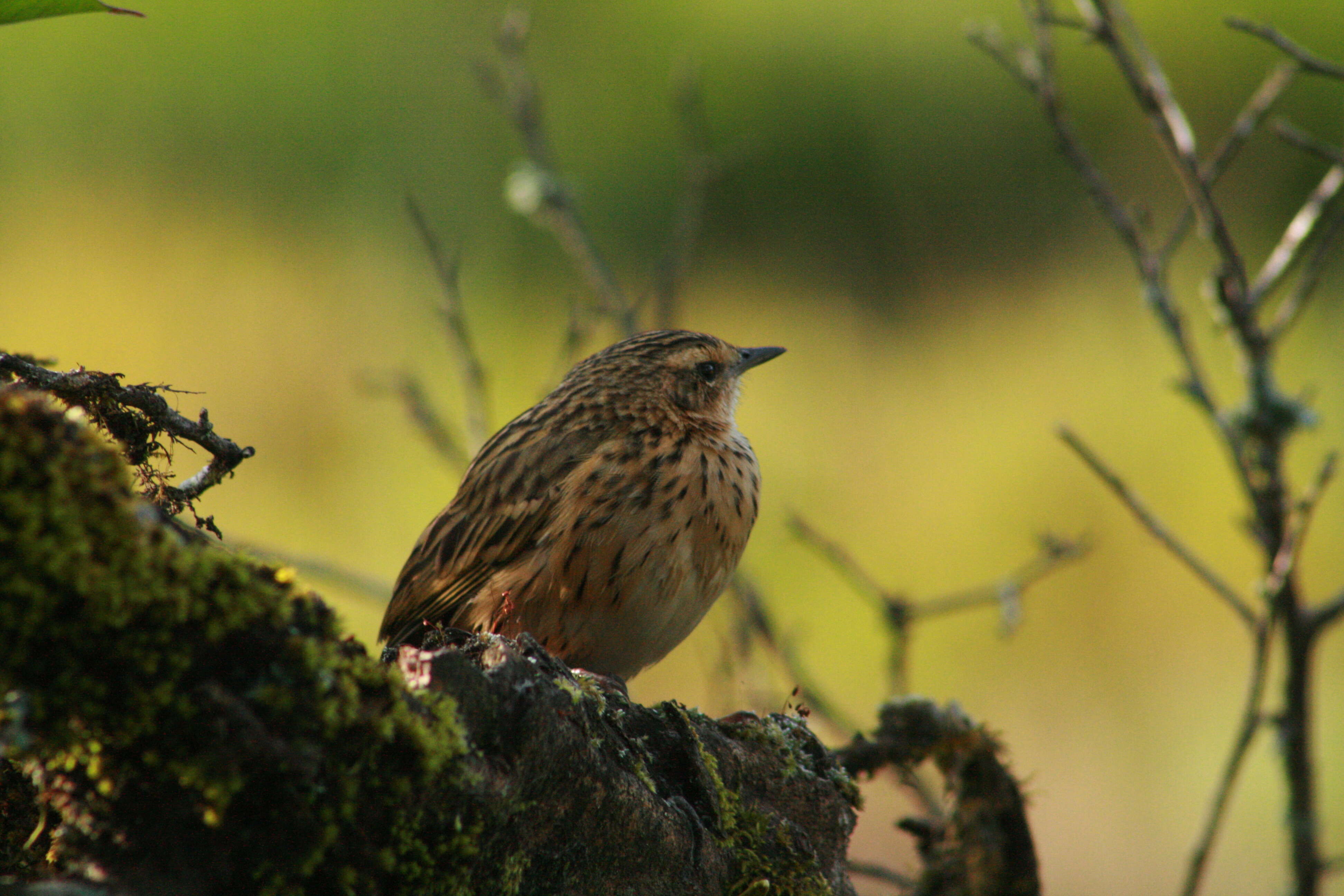 Image of Nilgiri Pipit