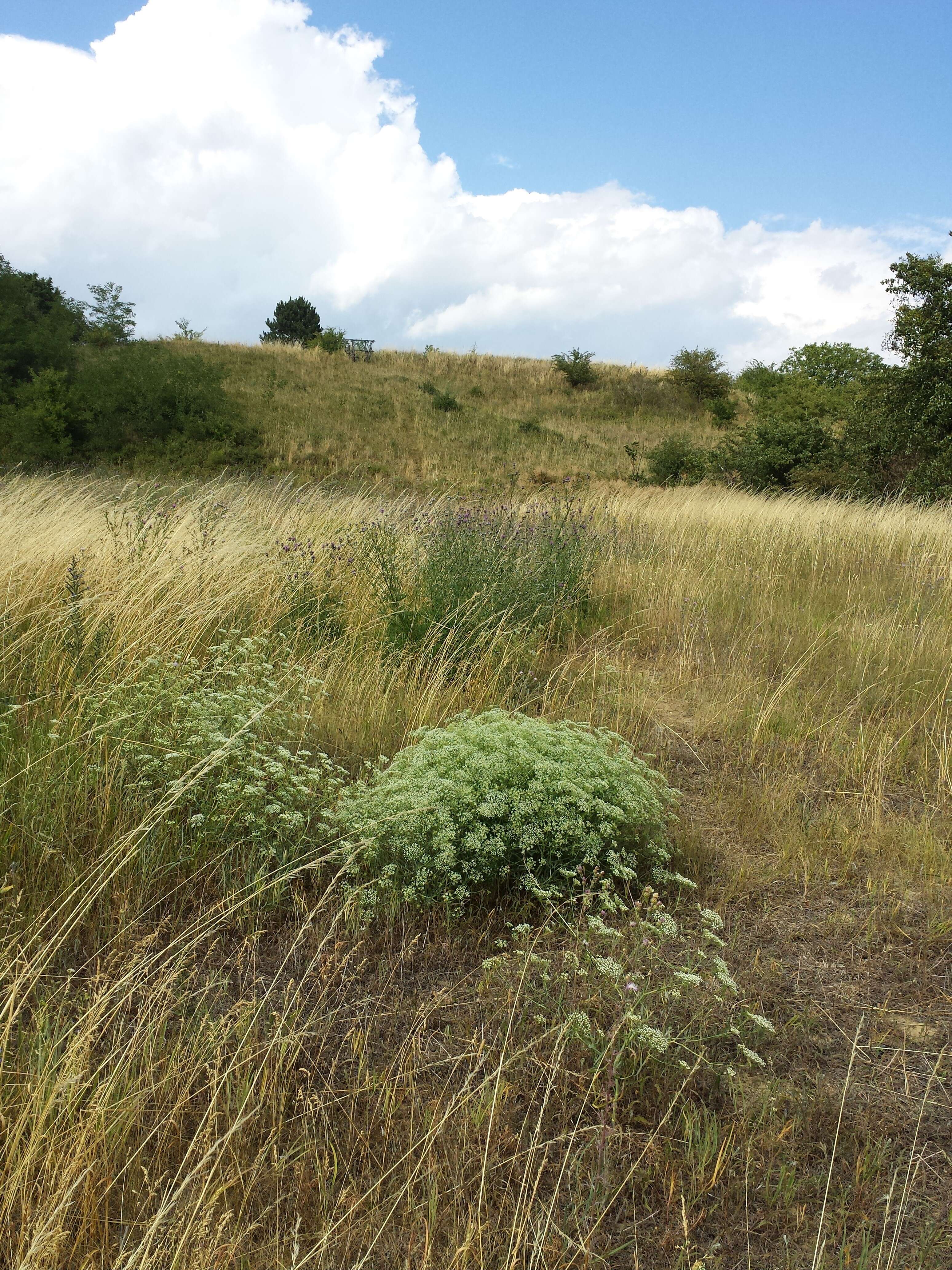 Image of longleaf