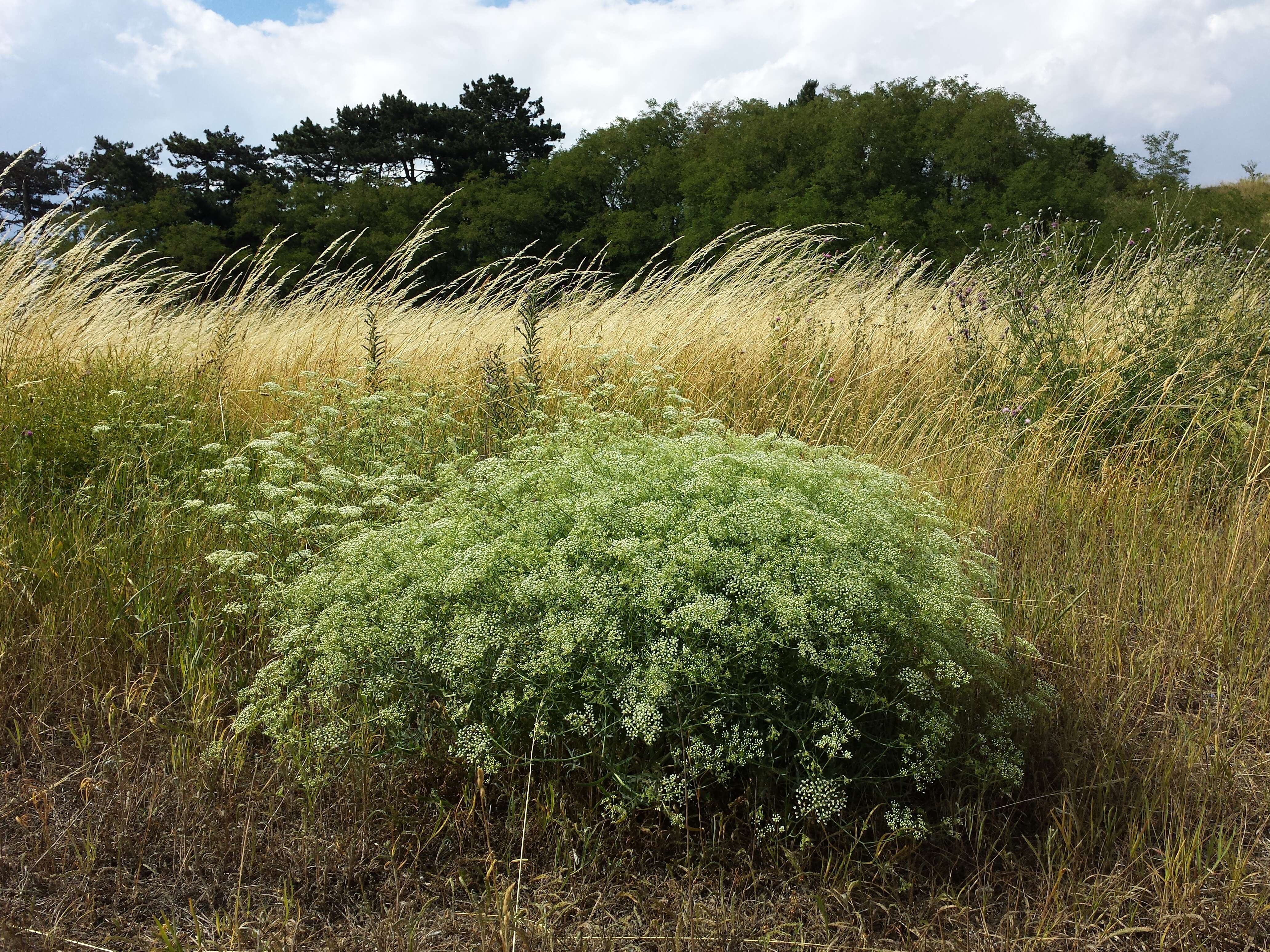 Image of longleaf