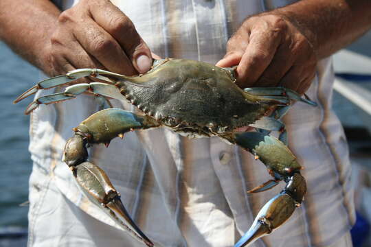 Image of blue crab