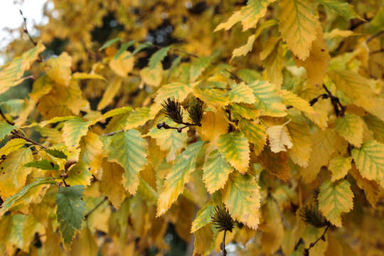 Imagem de Betula chinensis Maxim.