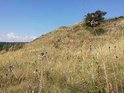 Image of field garlic