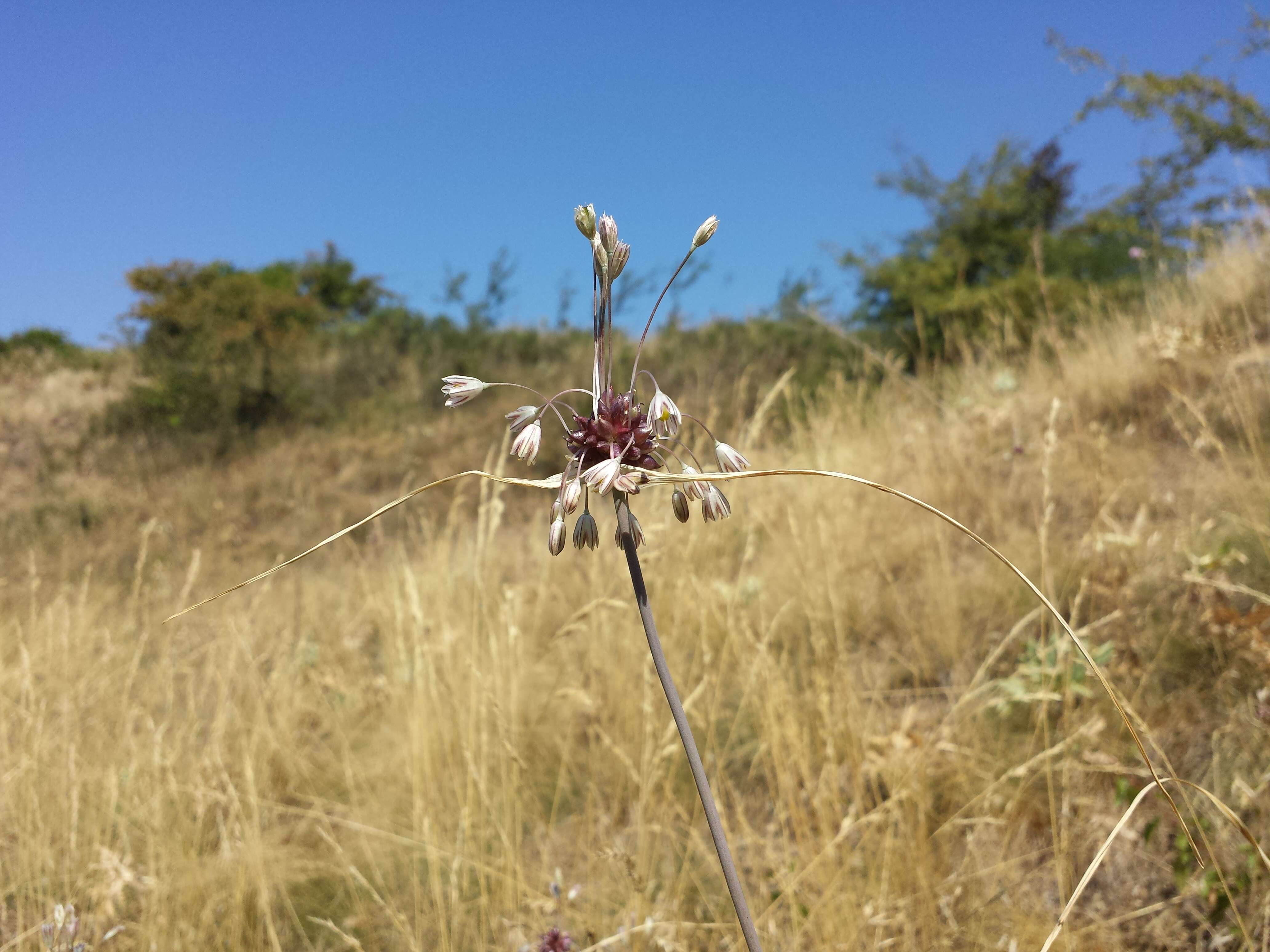 Image of field garlic