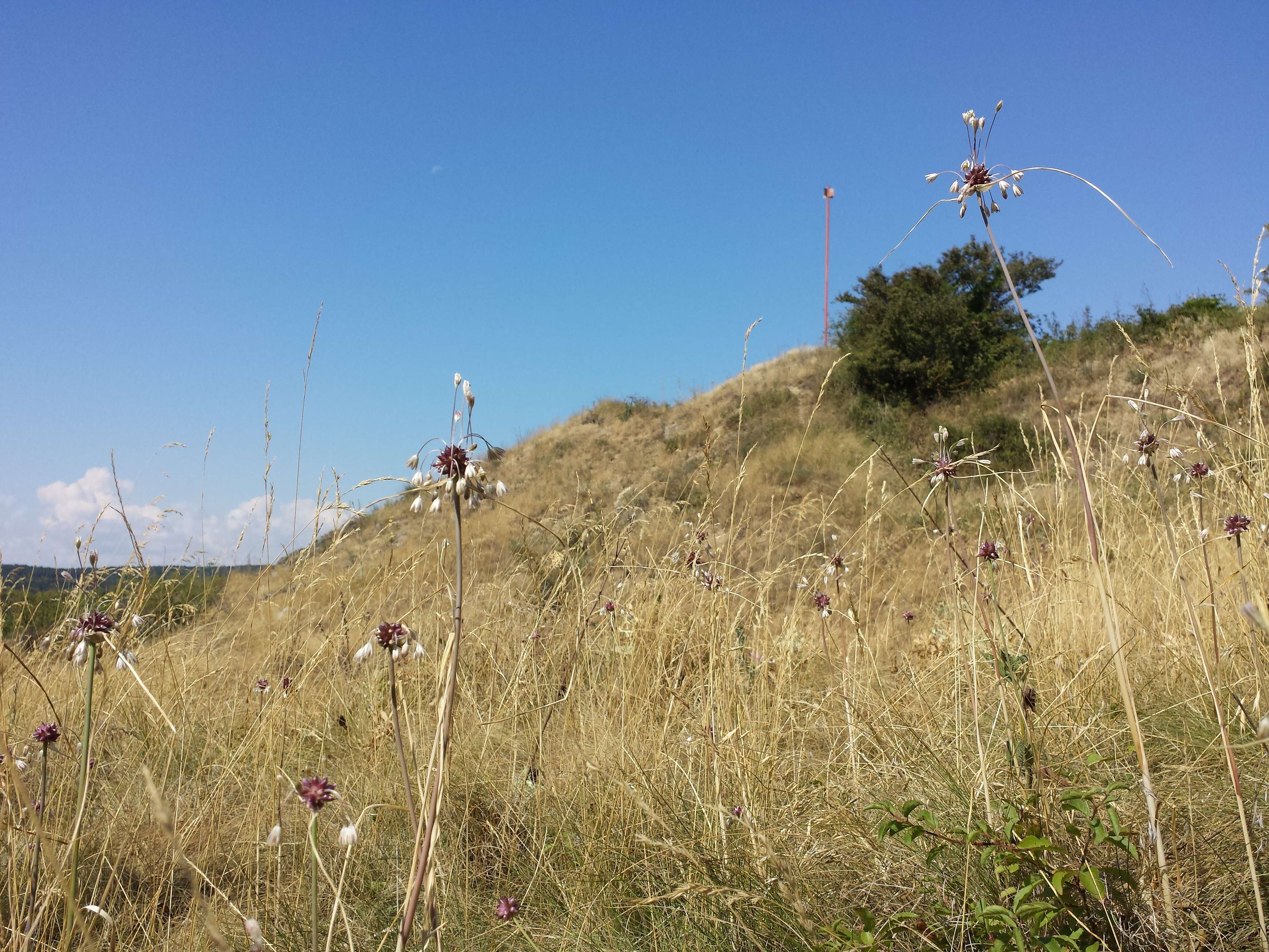 Image de Ail des jardins