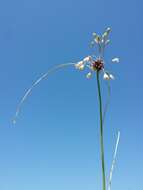 Image of field garlic