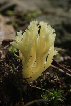 Image of Clavulina coralloides (L.) J. Schröt. 1888