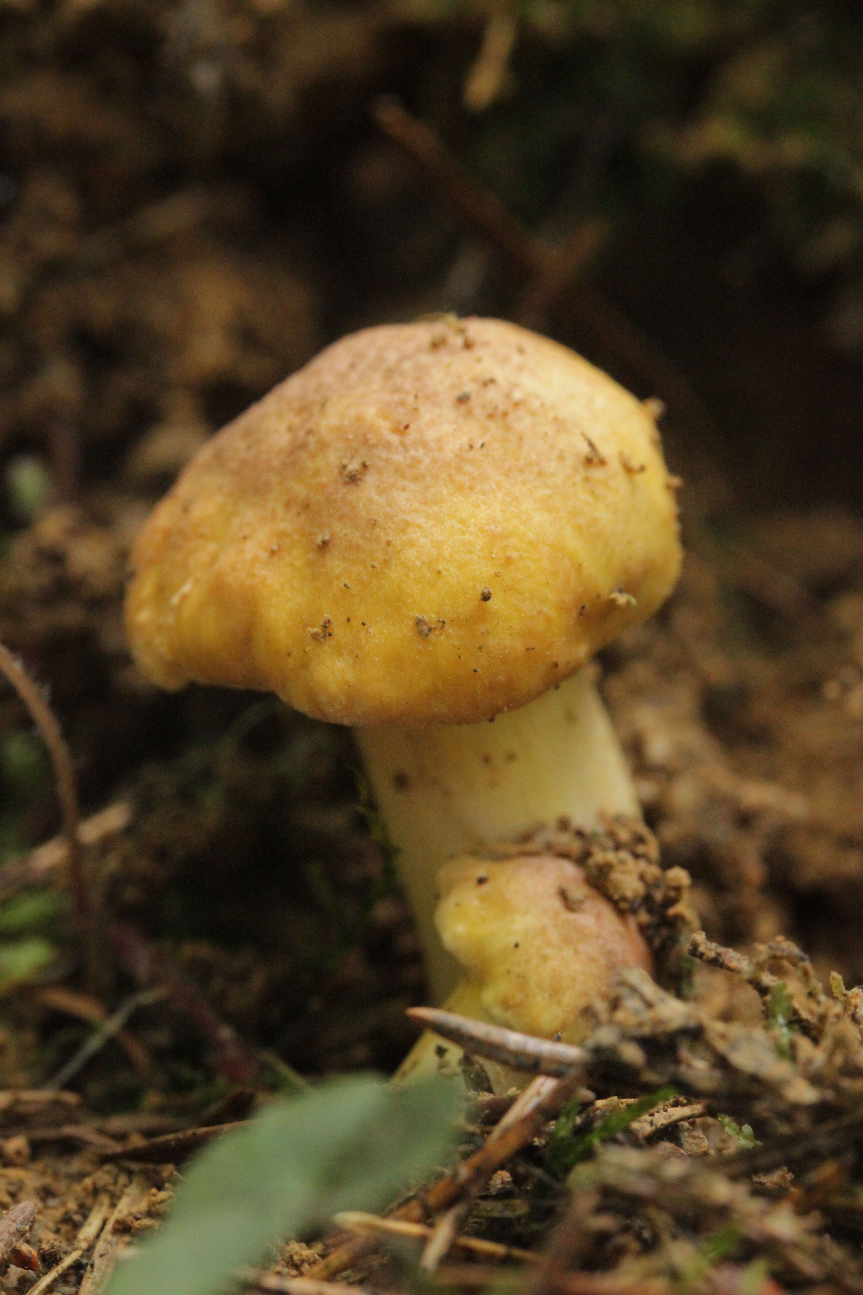 Imagem de Cantharellus amethysteus (Quél.) Sacc. 1887