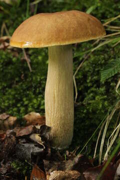 Imagem de Boletus reticulatus Schaeff. 1774