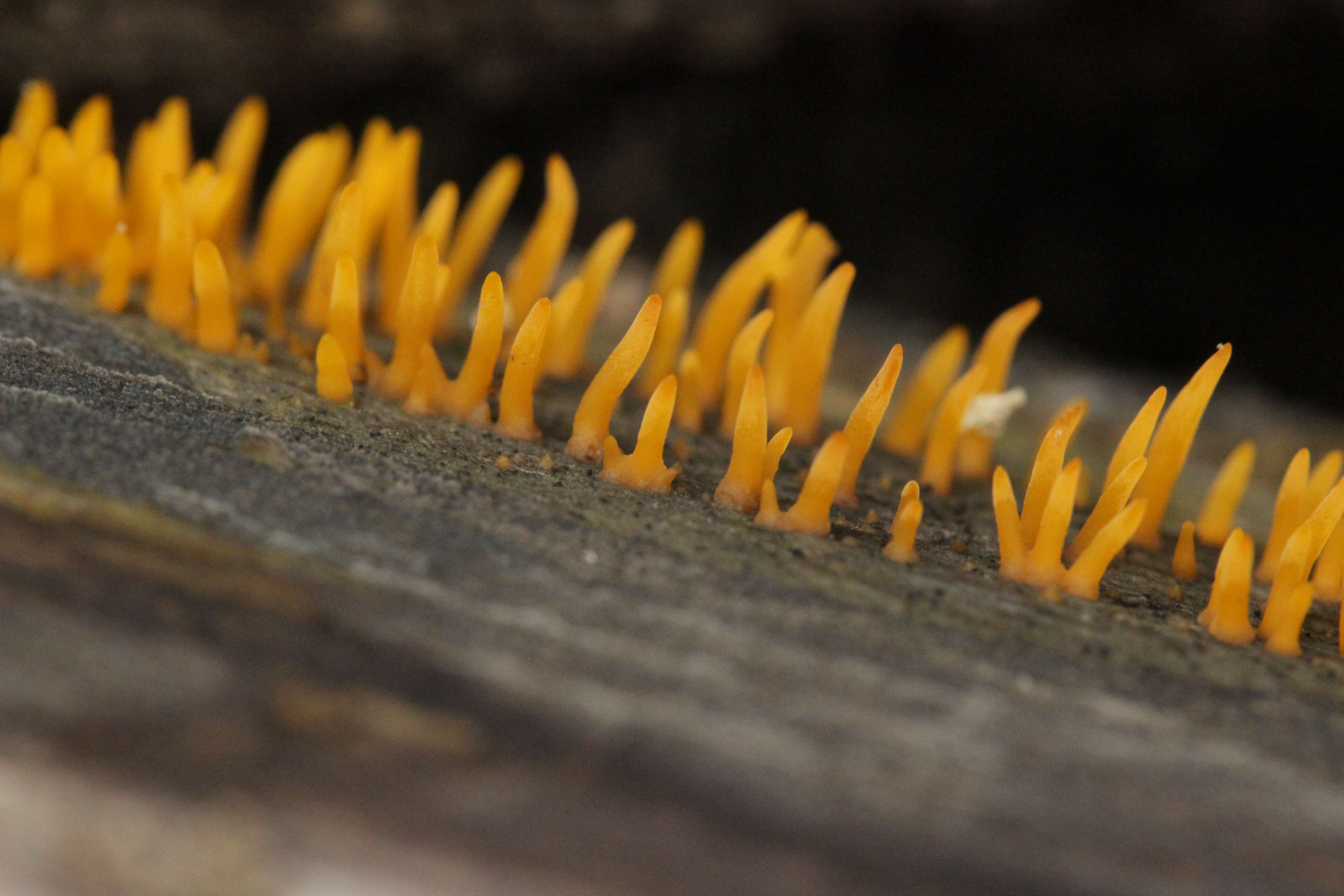 Image of Calocera cornea (Batsch) Fr. 1827