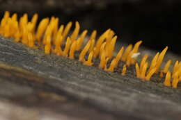 Image of Calocera cornea (Batsch) Fr. 1827