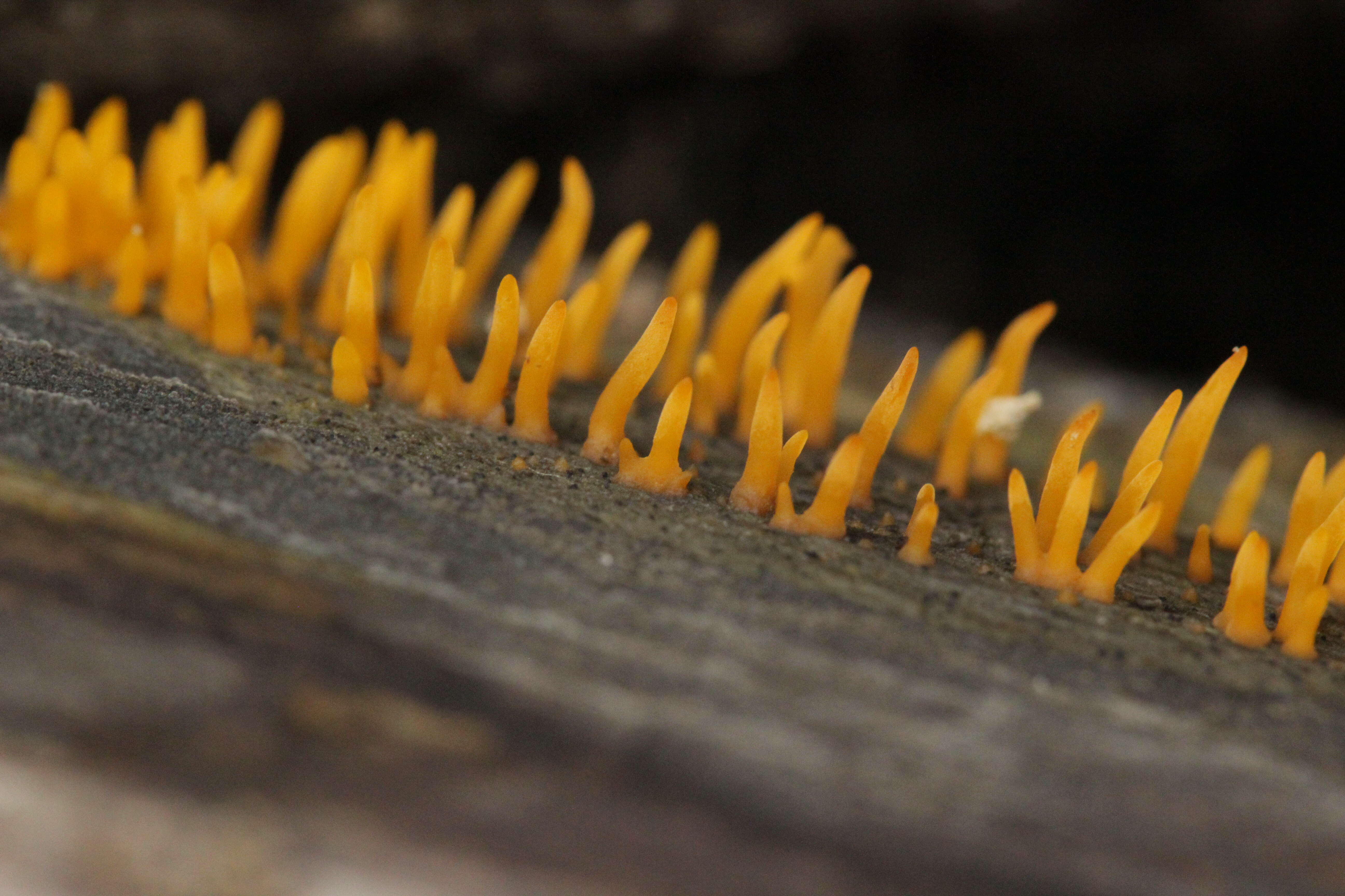 Image of Calocera cornea (Batsch) Fr. 1827