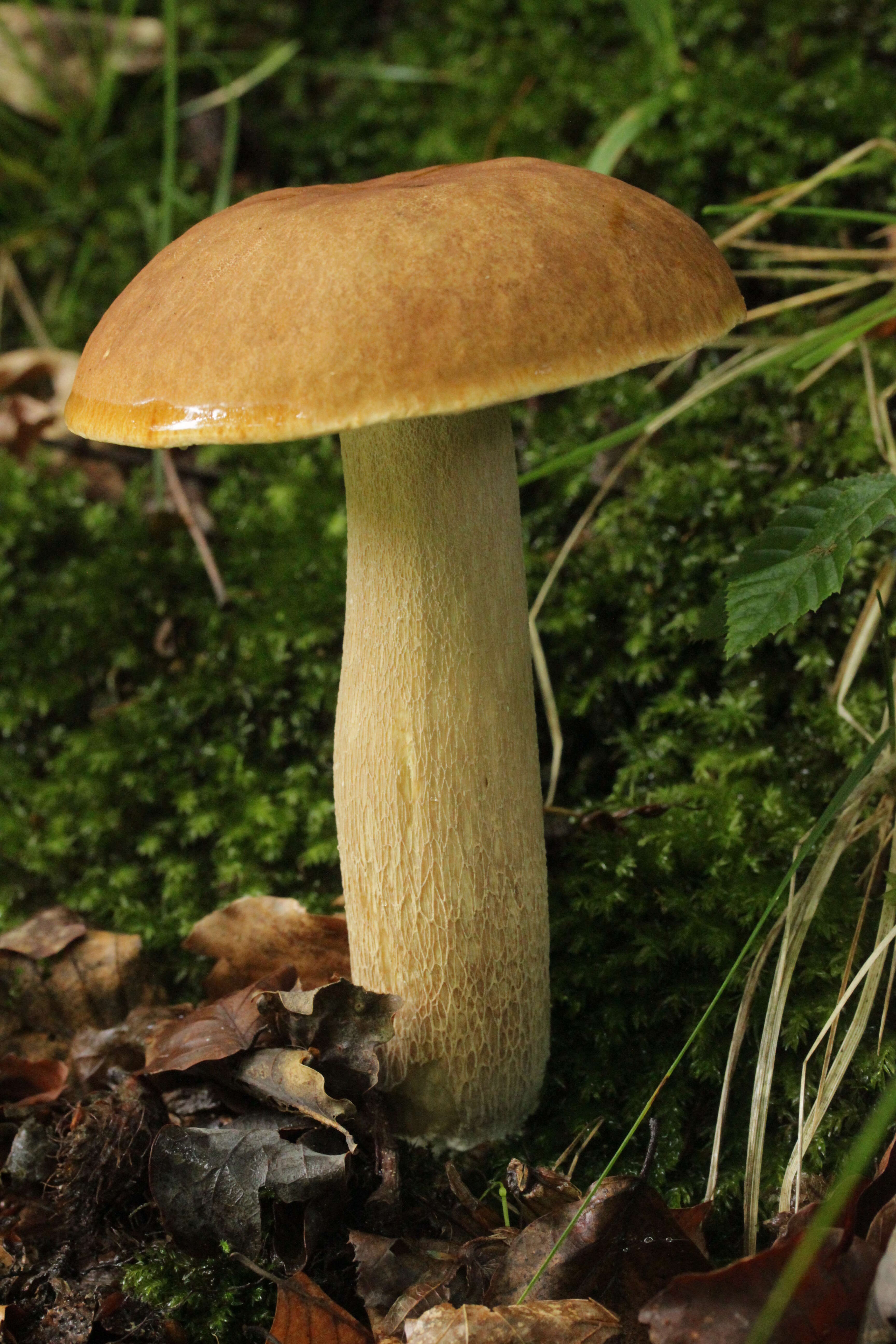 Imagem de Boletus reticulatus Schaeff. 1774