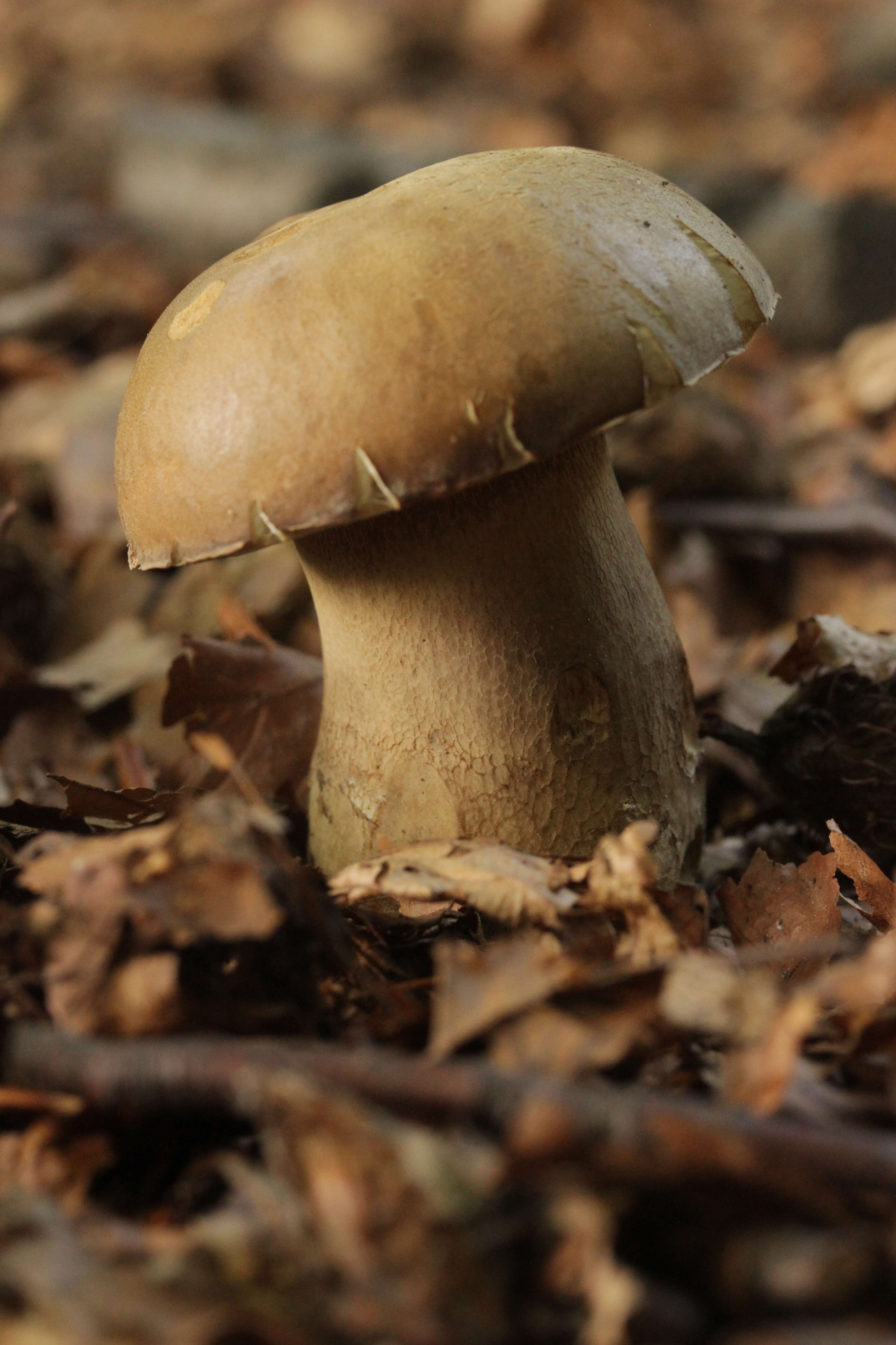 Imagem de Boletus reticulatus Schaeff. 1774