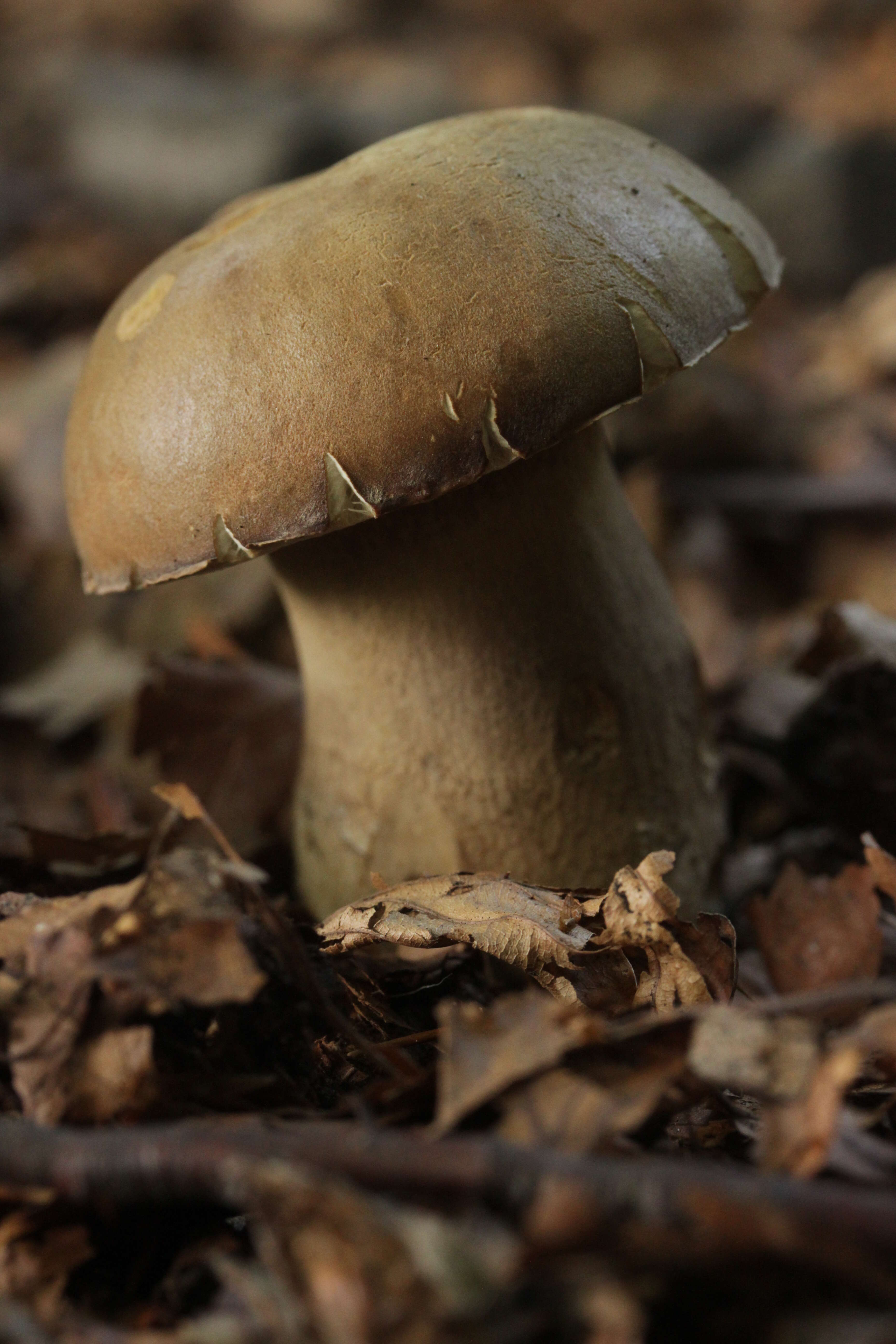 Imagem de Boletus reticulatus Schaeff. 1774