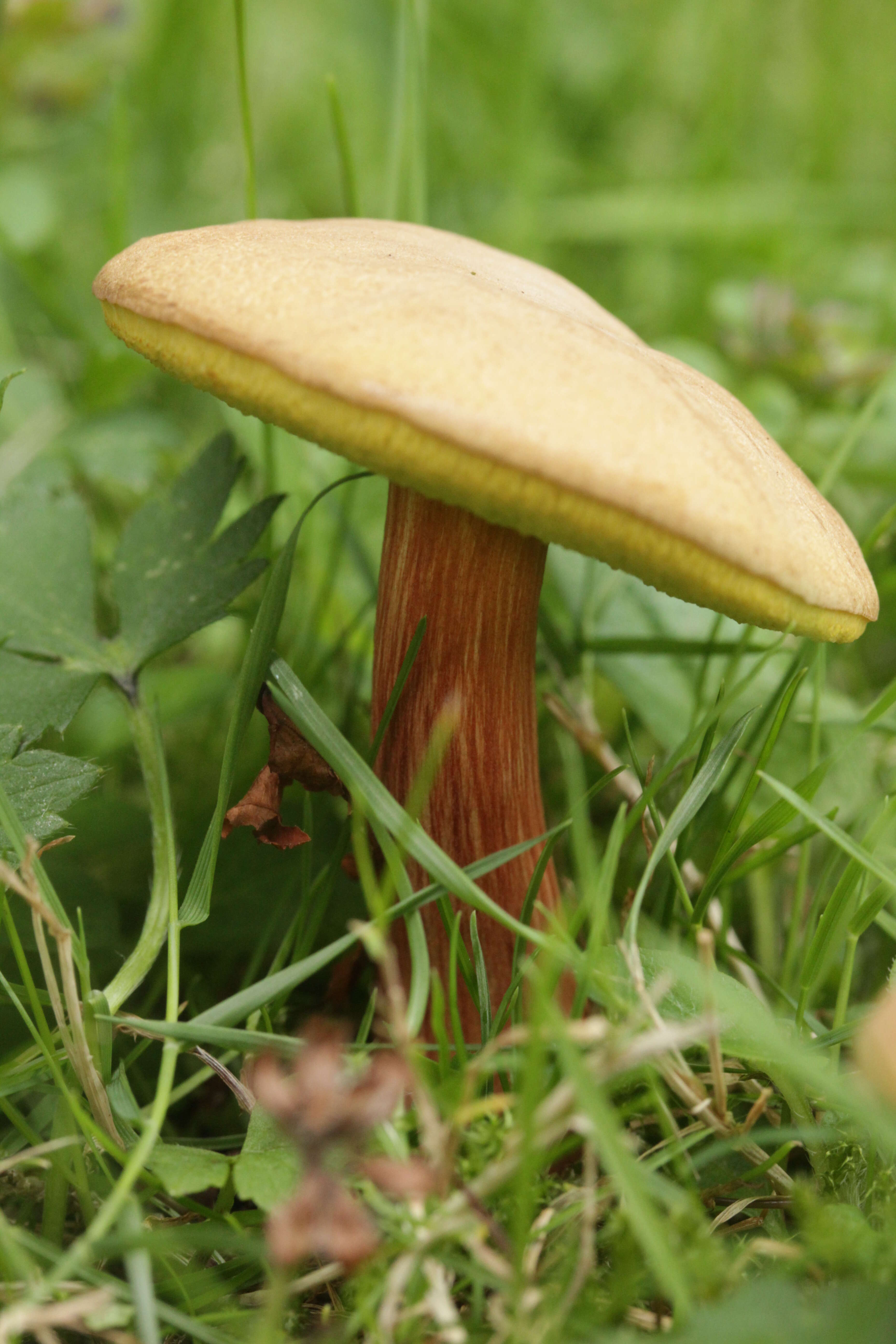 Image of Hortiboletus bubalinus (Oolbekk. & Duin) L. Albert & Dima 2015