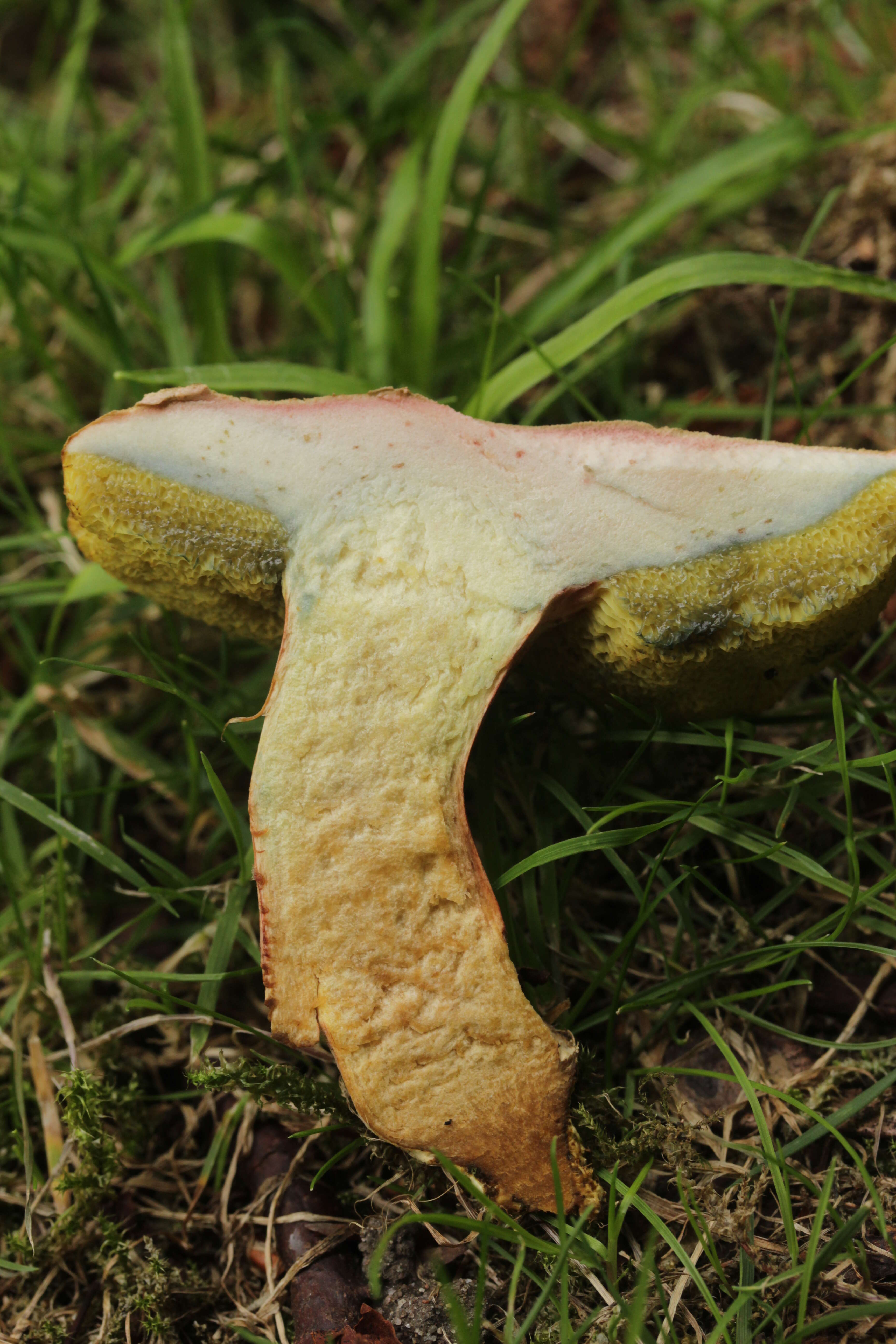 Image of Hortiboletus bubalinus (Oolbekk. & Duin) L. Albert & Dima 2015