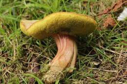 Imagem de Hortiboletus bubalinus (Oolbekk. & Duin) L. Albert & Dima 2015