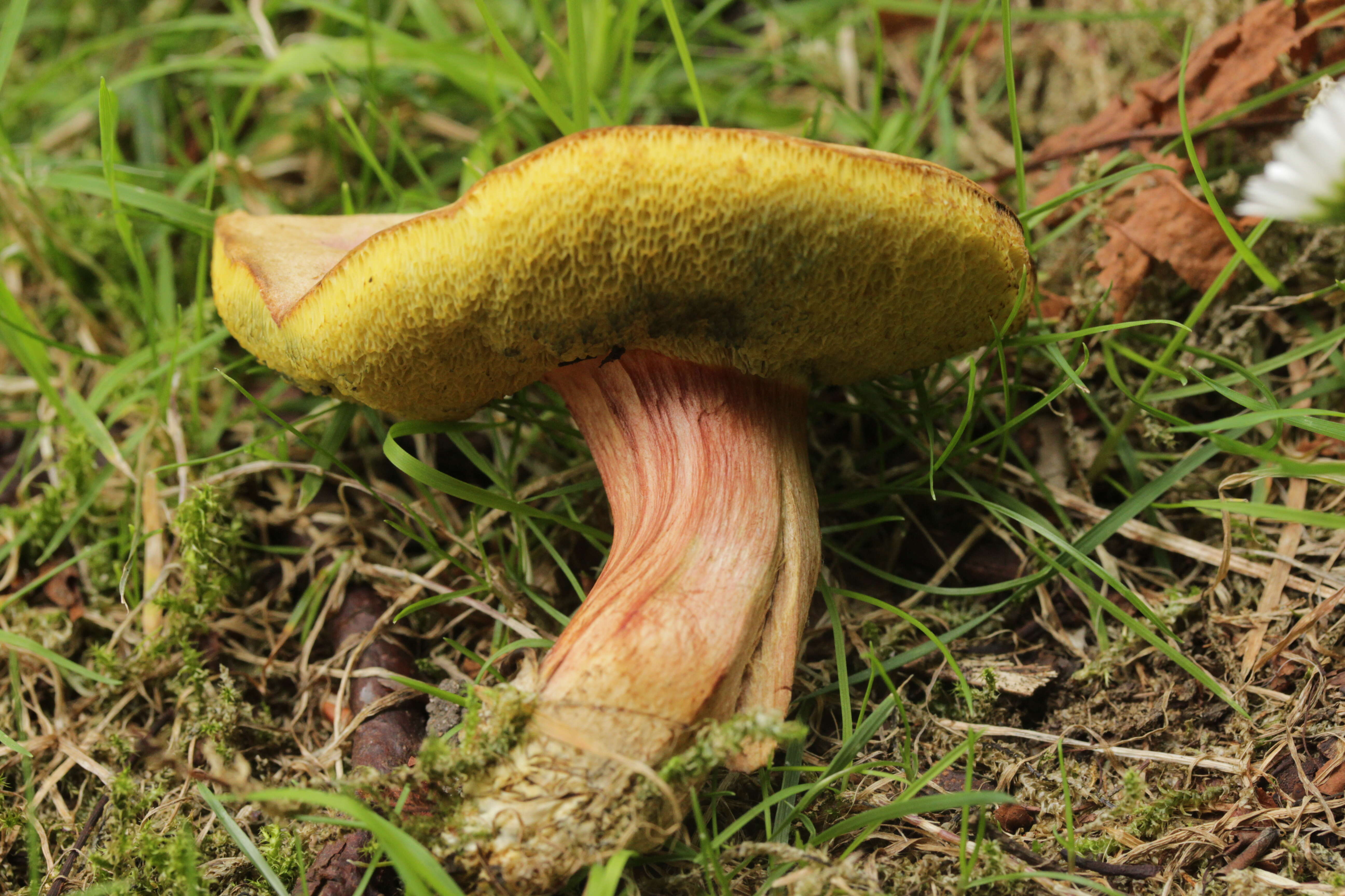 Image of Hortiboletus bubalinus (Oolbekk. & Duin) L. Albert & Dima 2015