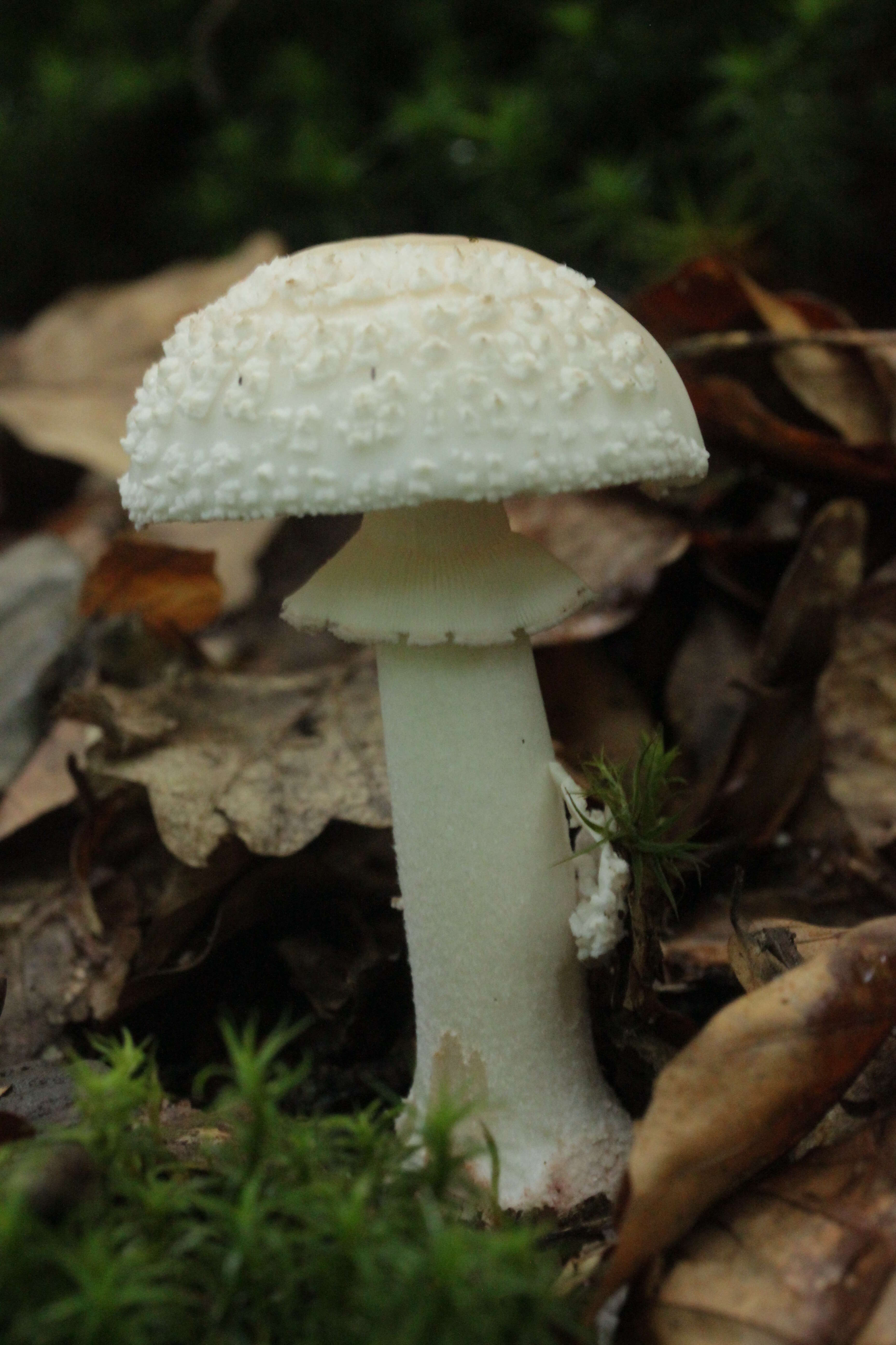 Image of Amanita rubescens Pers. 1797