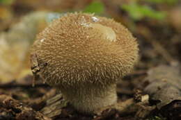 Imagem de Lycoperdon echinatum Pers. 1794