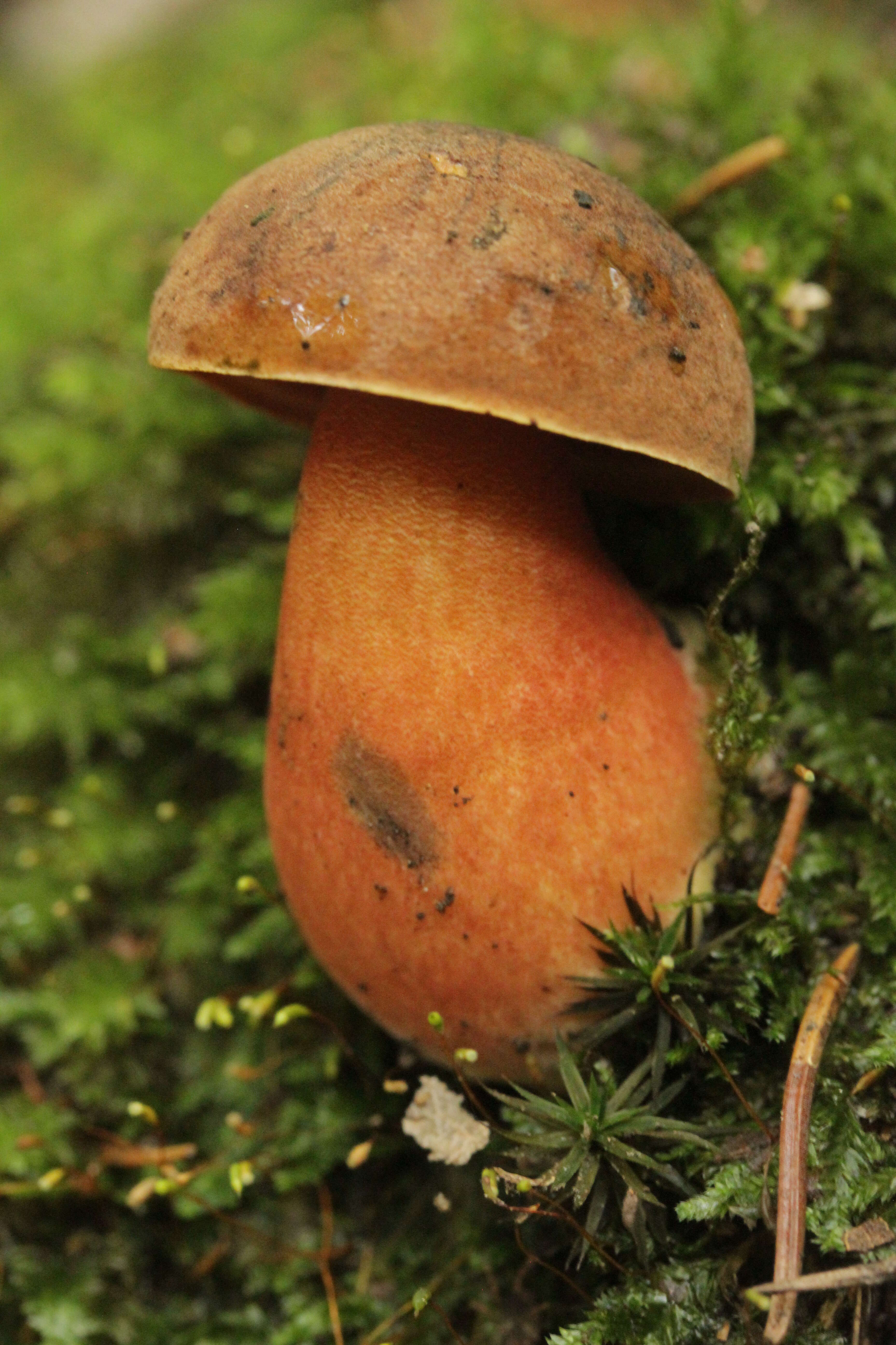 Image de Bolet à pied rouge