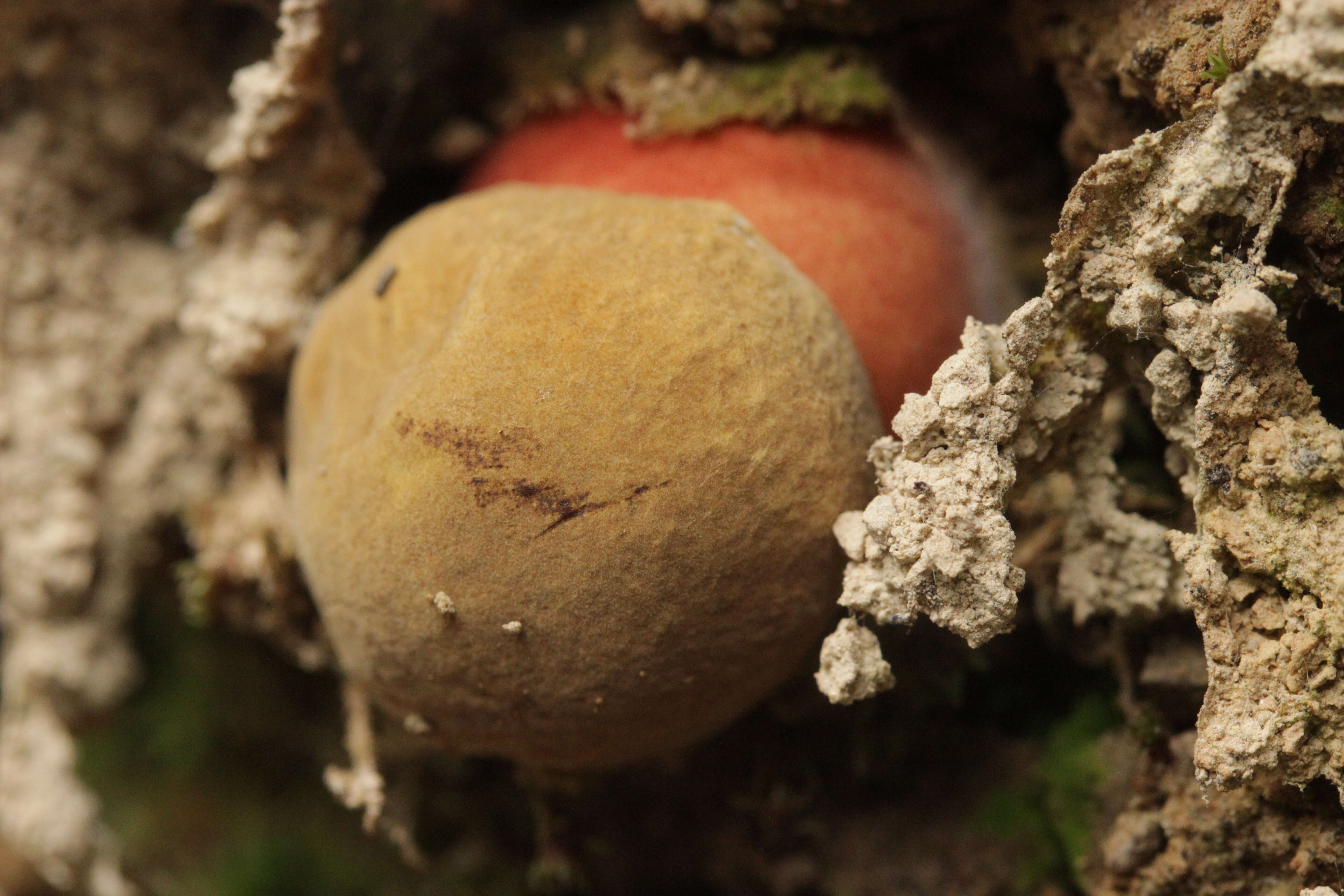 Image of Neoboletus luridiformis (Rostk.) Gelardi, Simonini & Vizzini 2014