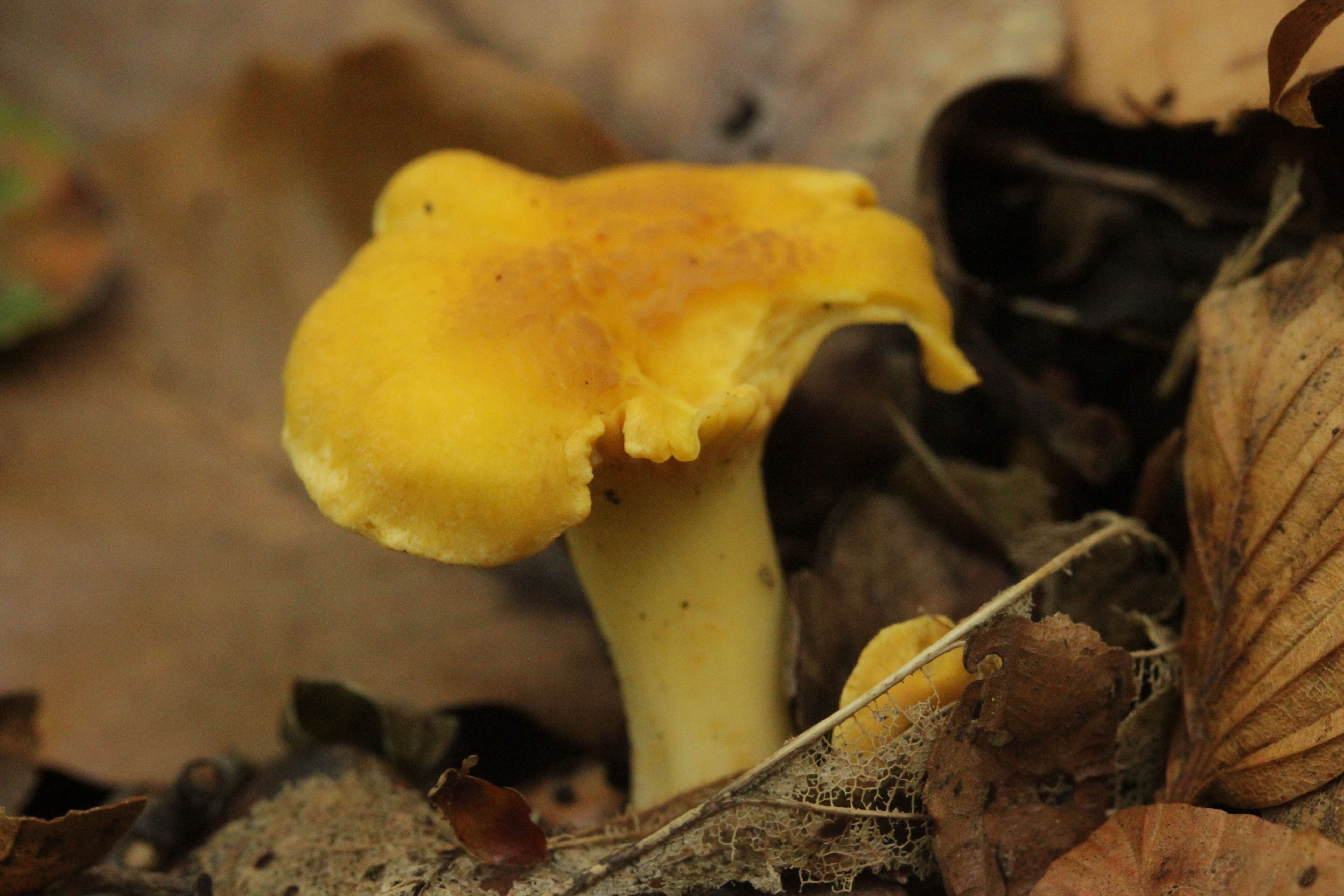 Imagem de Cantharellus amethysteus (Quél.) Sacc. 1887