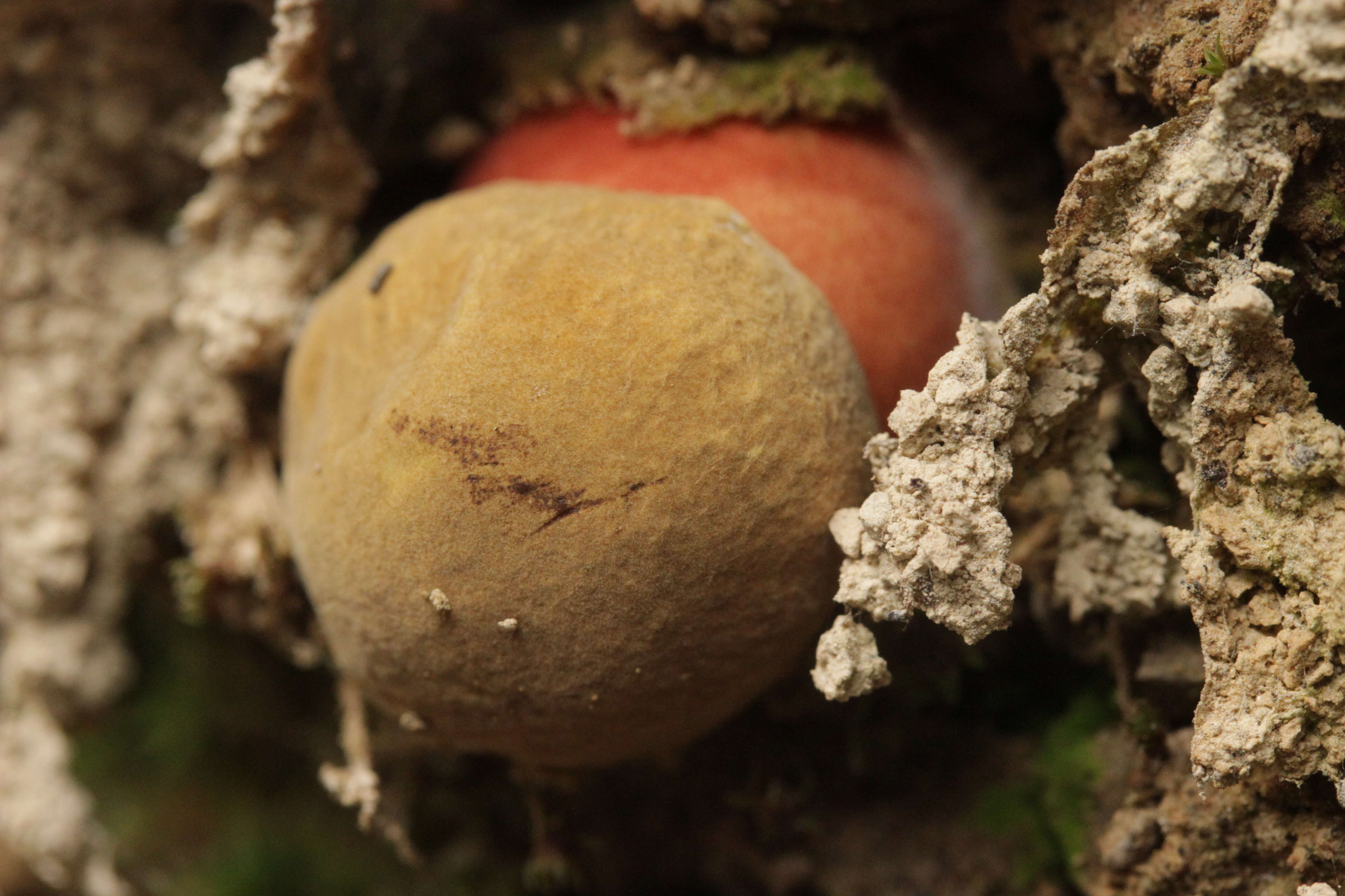 Image de Bolet à pied rouge