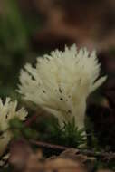 Image of Clavulina coralloides (L.) J. Schröt. 1888