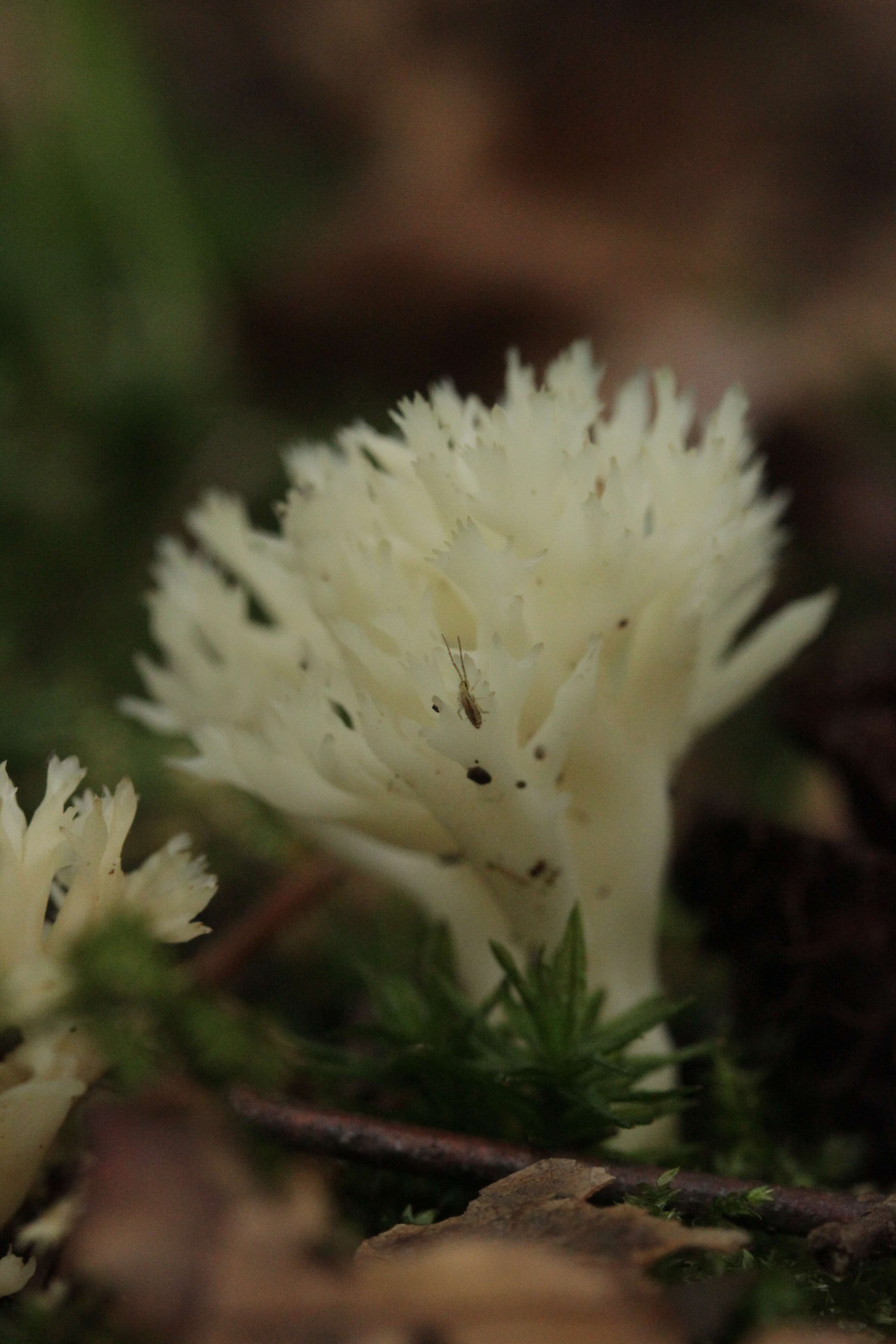 Imagem de Clavulina coralloides (L.) J. Schröt. 1888