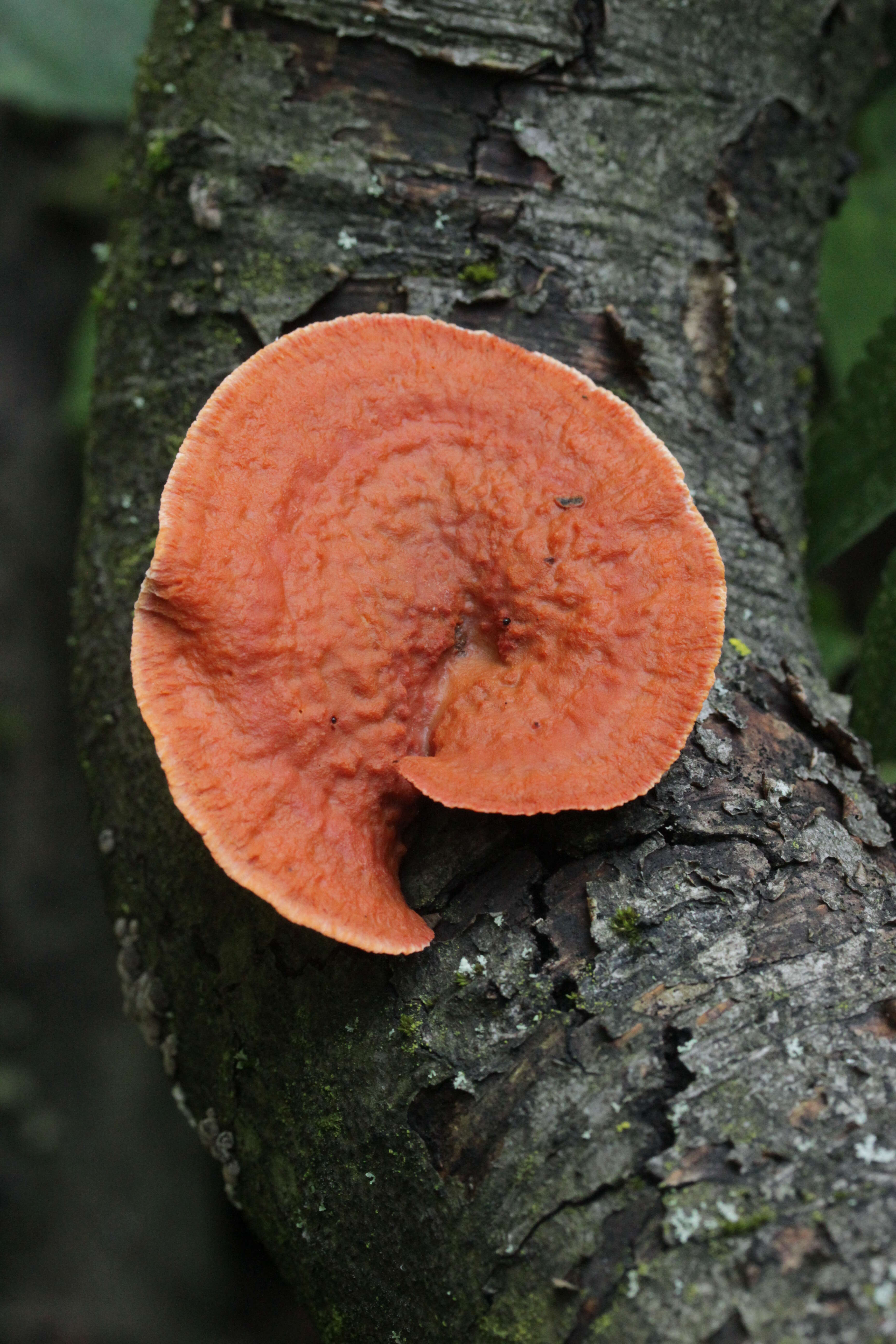 Imagem de Pycnoporus cinnabarinus (Jacq.) P. Karst. 1881