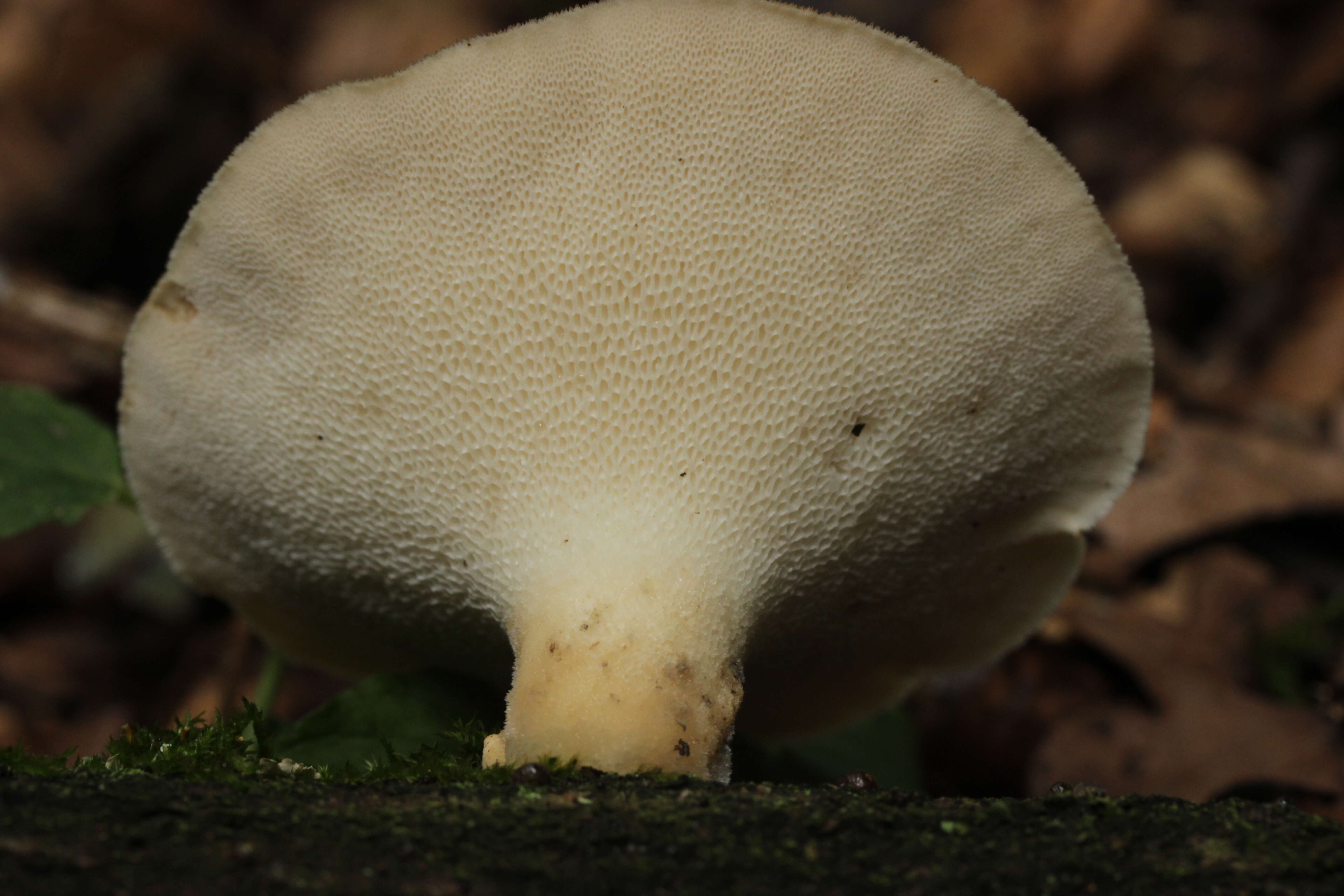 Image of Polyporus tuberaster (Jacq. ex Pers.) Fr. 1821