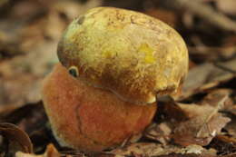 Image of Neoboletus luridiformis (Rostk.) Gelardi, Simonini & Vizzini 2014