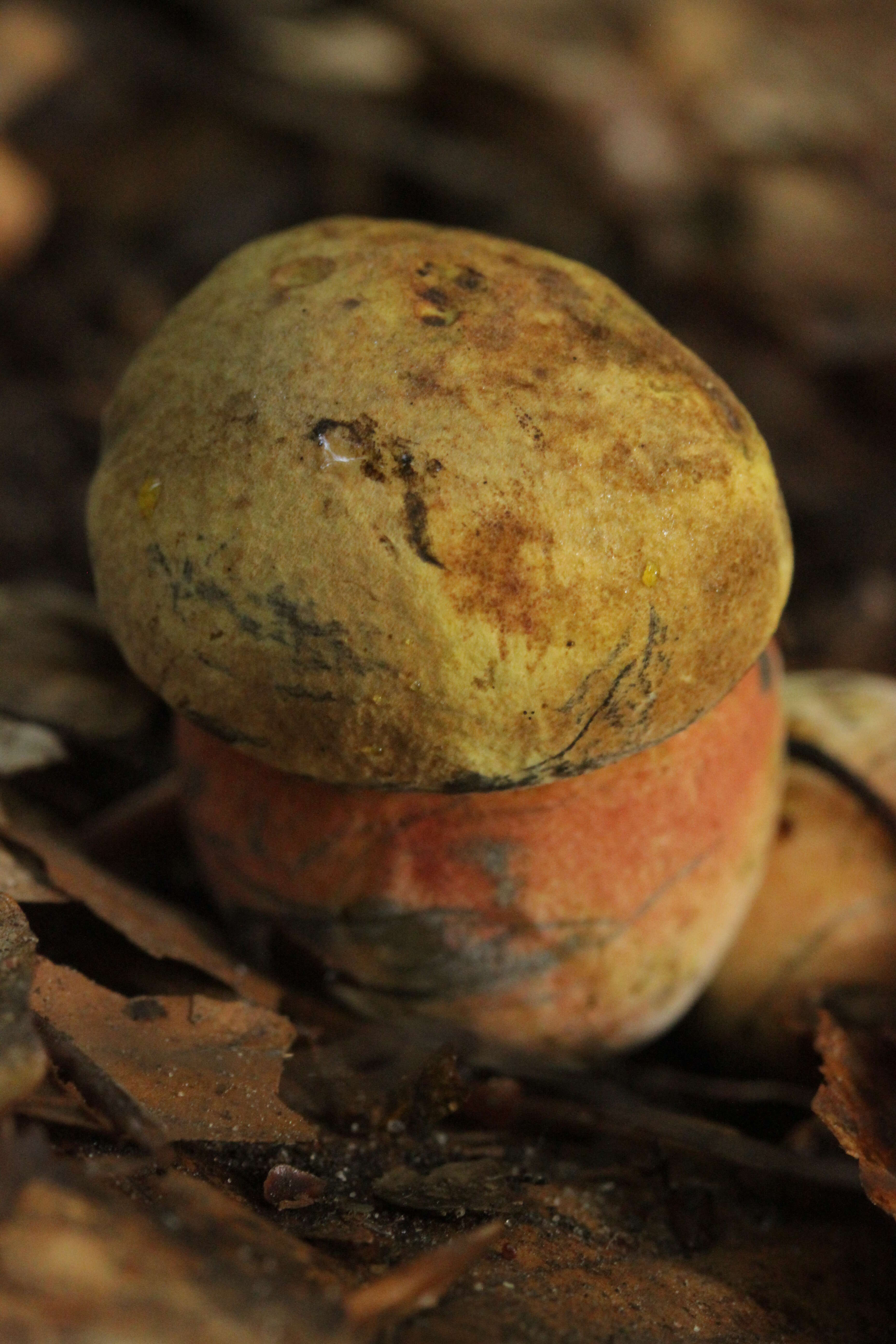 Image of Neoboletus luridiformis (Rostk.) Gelardi, Simonini & Vizzini 2014