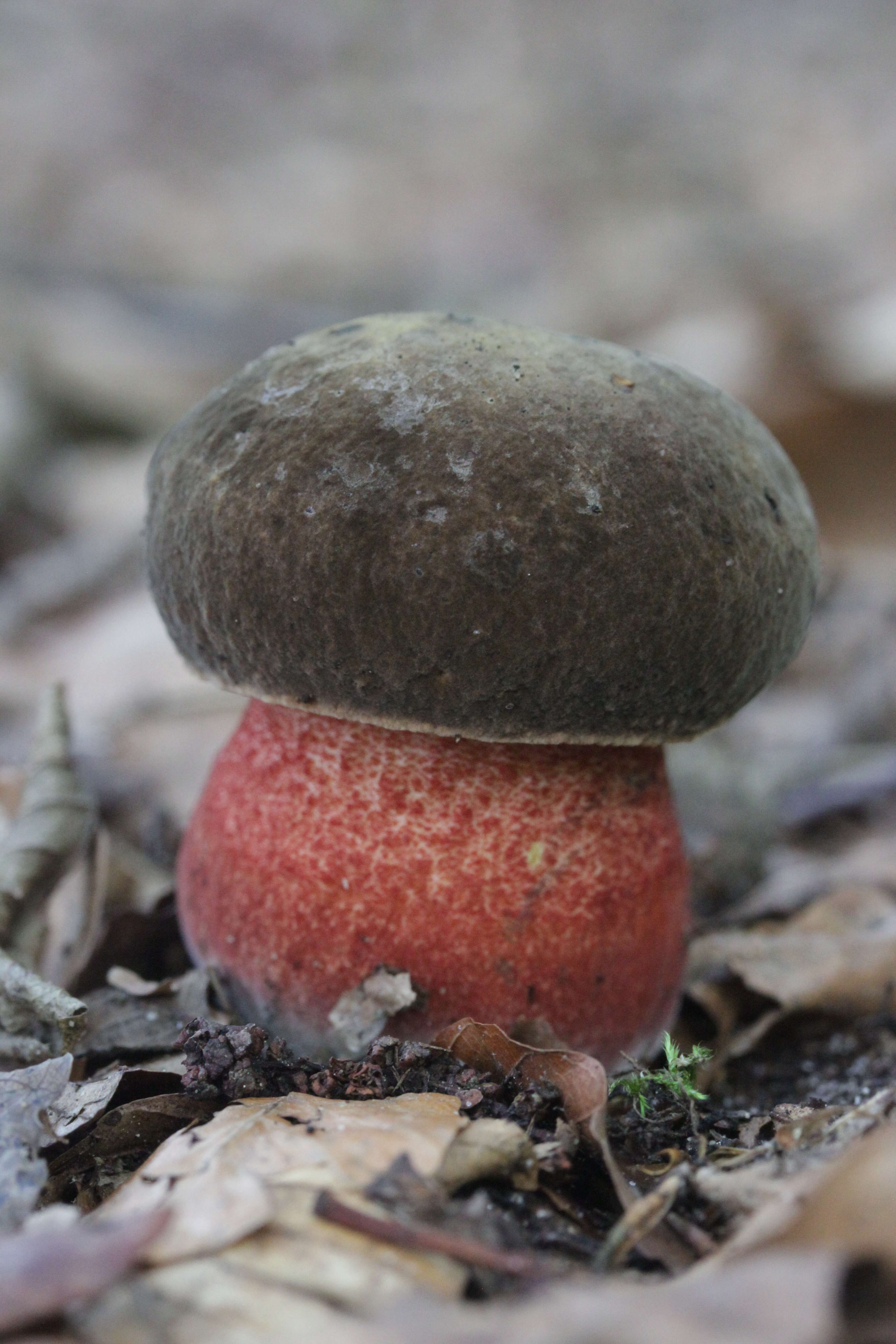 Image de Bolet à pied rouge