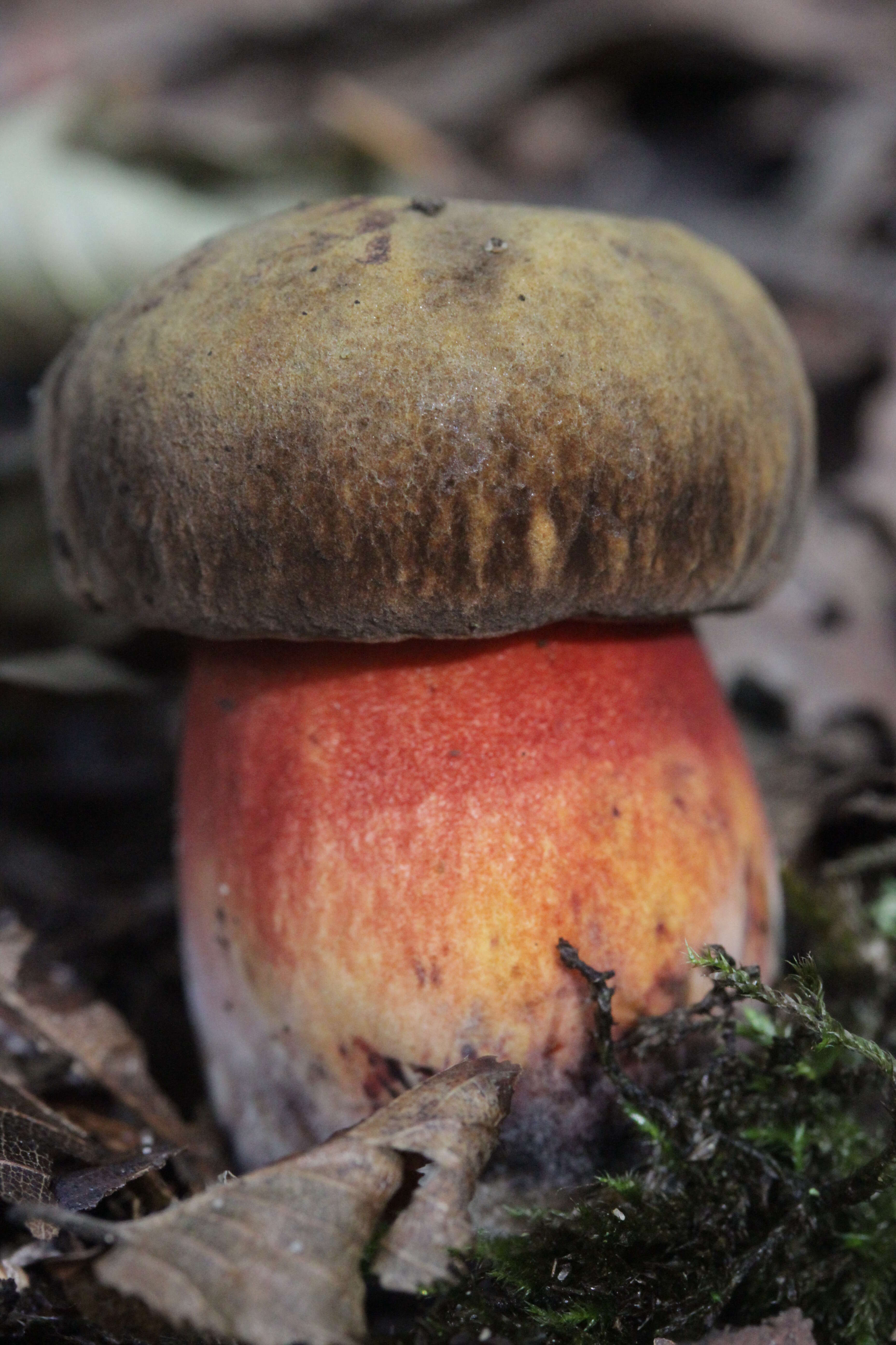 Image of Neoboletus luridiformis (Rostk.) Gelardi, Simonini & Vizzini 2014