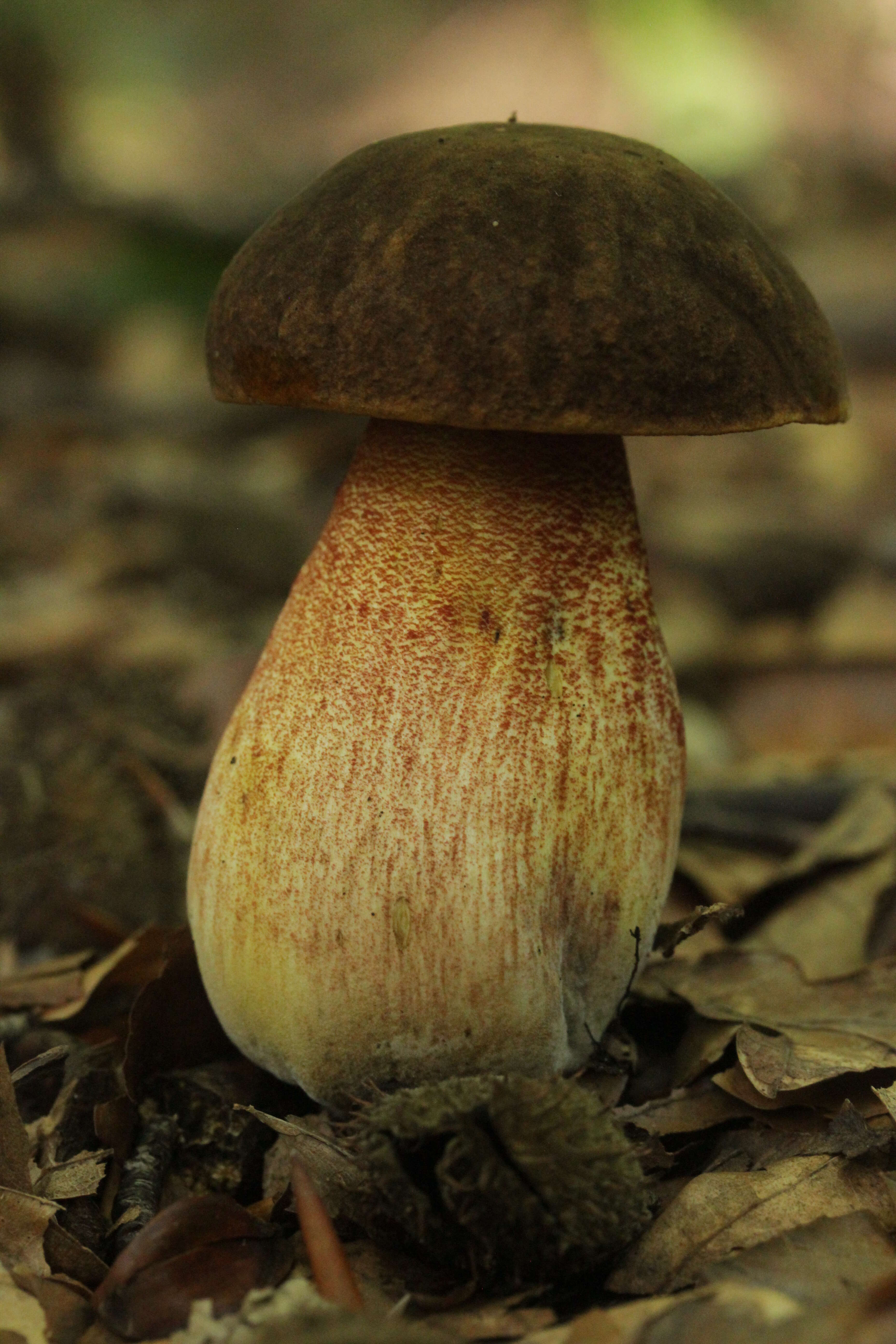 Image of Neoboletus luridiformis (Rostk.) Gelardi, Simonini & Vizzini 2014