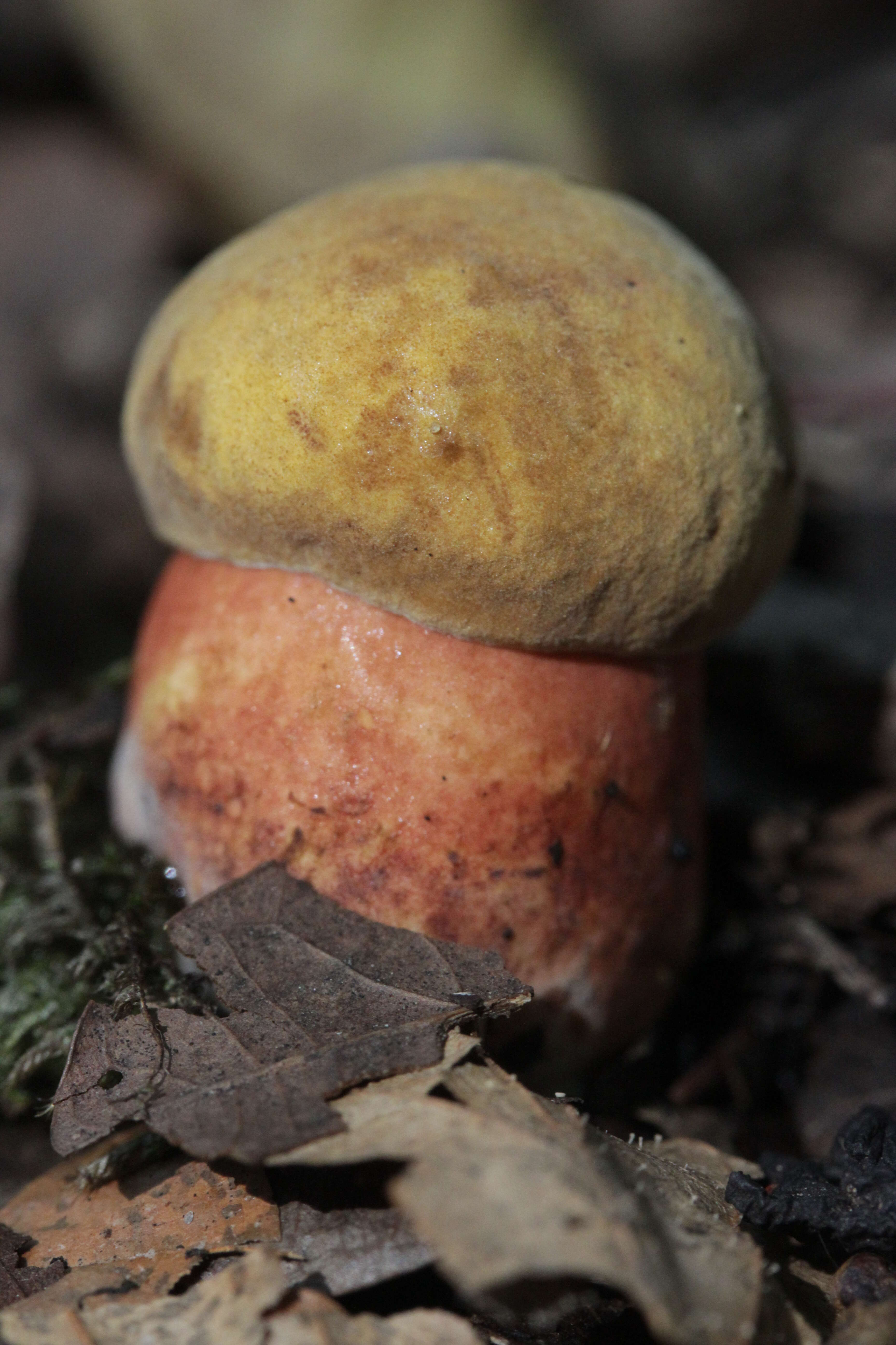 Image de Bolet à pied rouge