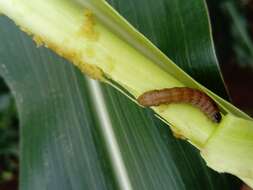 Image of Fall Armyworm Moth