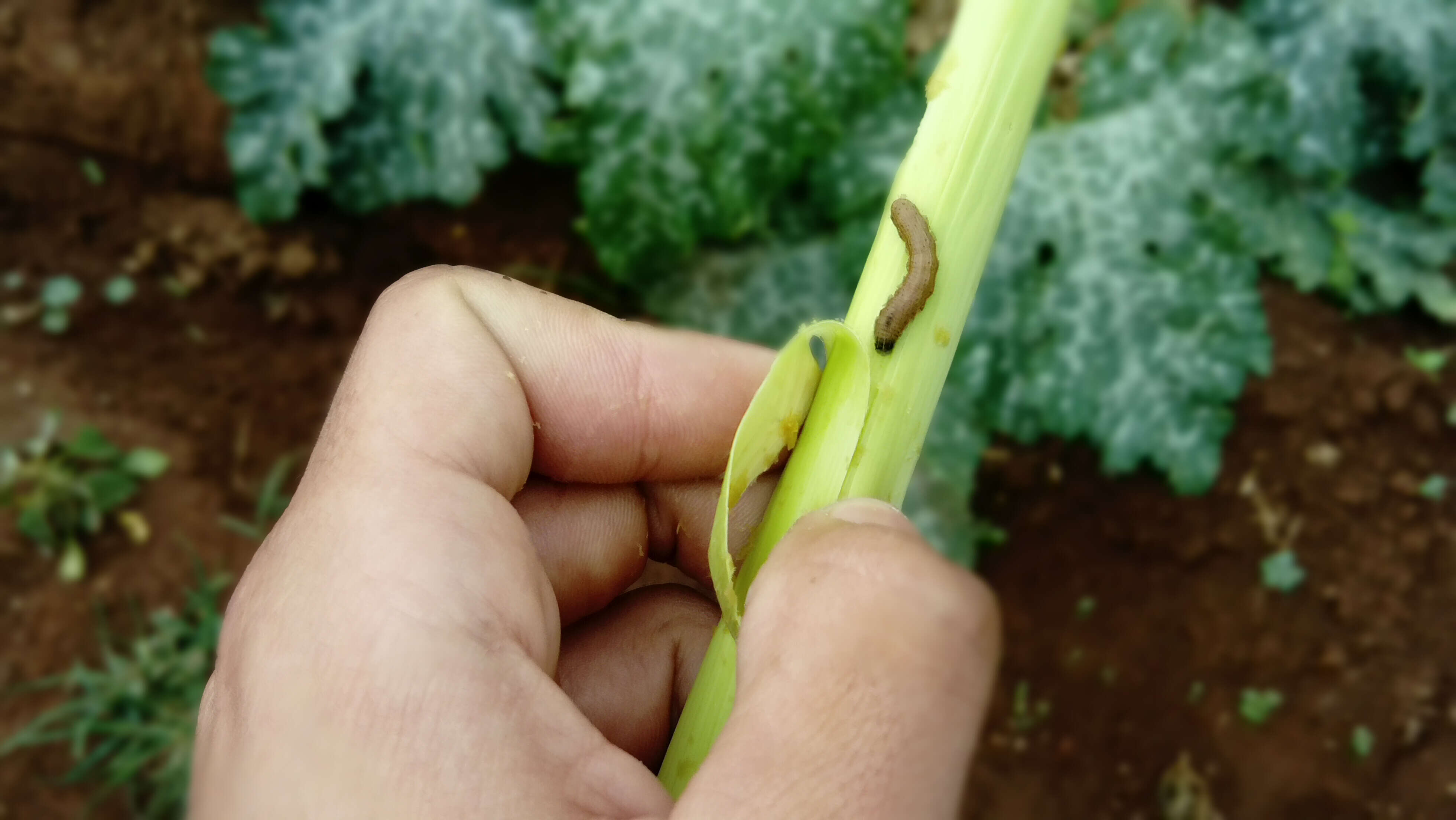 Image of Fall Armyworm Moth