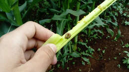 Image of Fall Armyworm Moth