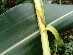 Image of Fall Armyworm Moth