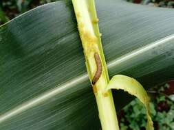 Image of Fall Armyworm Moth