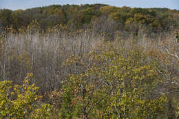 Image of American sycamore