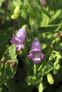 Image of Digitalis thapsi L.