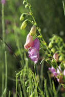 Imagem de Digitalis thapsi L.