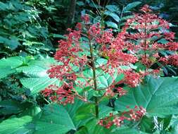 Imagem de Clerodendrum paniculatum L.